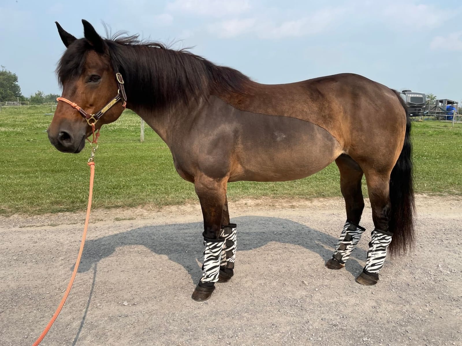 oneisall Cordless Horse Clippers for Horse Grooming RK 034 customer photo 2