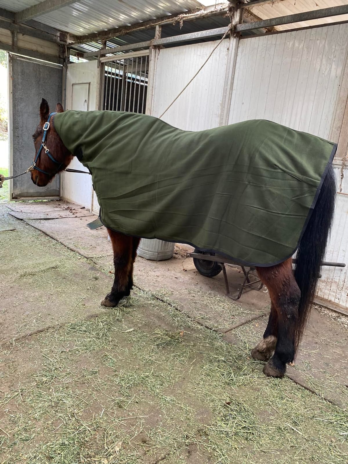 RESISTANCE Fleece Contour Horse Cooler — Anti-Sweat Moisture Wicking, 3 Quick-Grip Neck Closures, Tail Cord, Durable Hemmed Edges, Polar Soft Fleece, Post-Exercise Cool Down customer photo 2