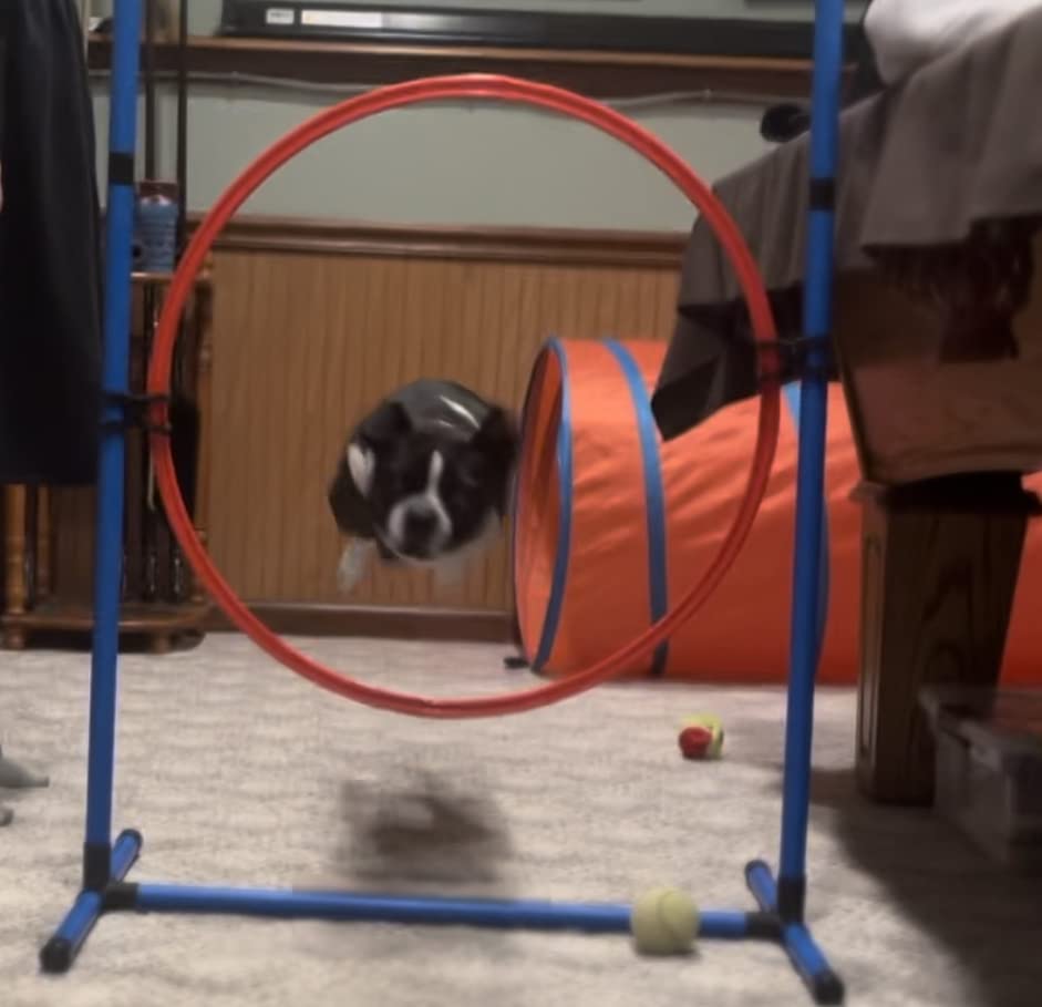 Dog Agility Equipment, Dog Agility Course Backyard Set Obstacle Course | Includes Adjustable High Hurdle, 6 Weave Poles, Extended Tunnel, Jump Ring, Square Pause Box, 2 Balls, Whistle, 2 Carrying Bags customer photo 1