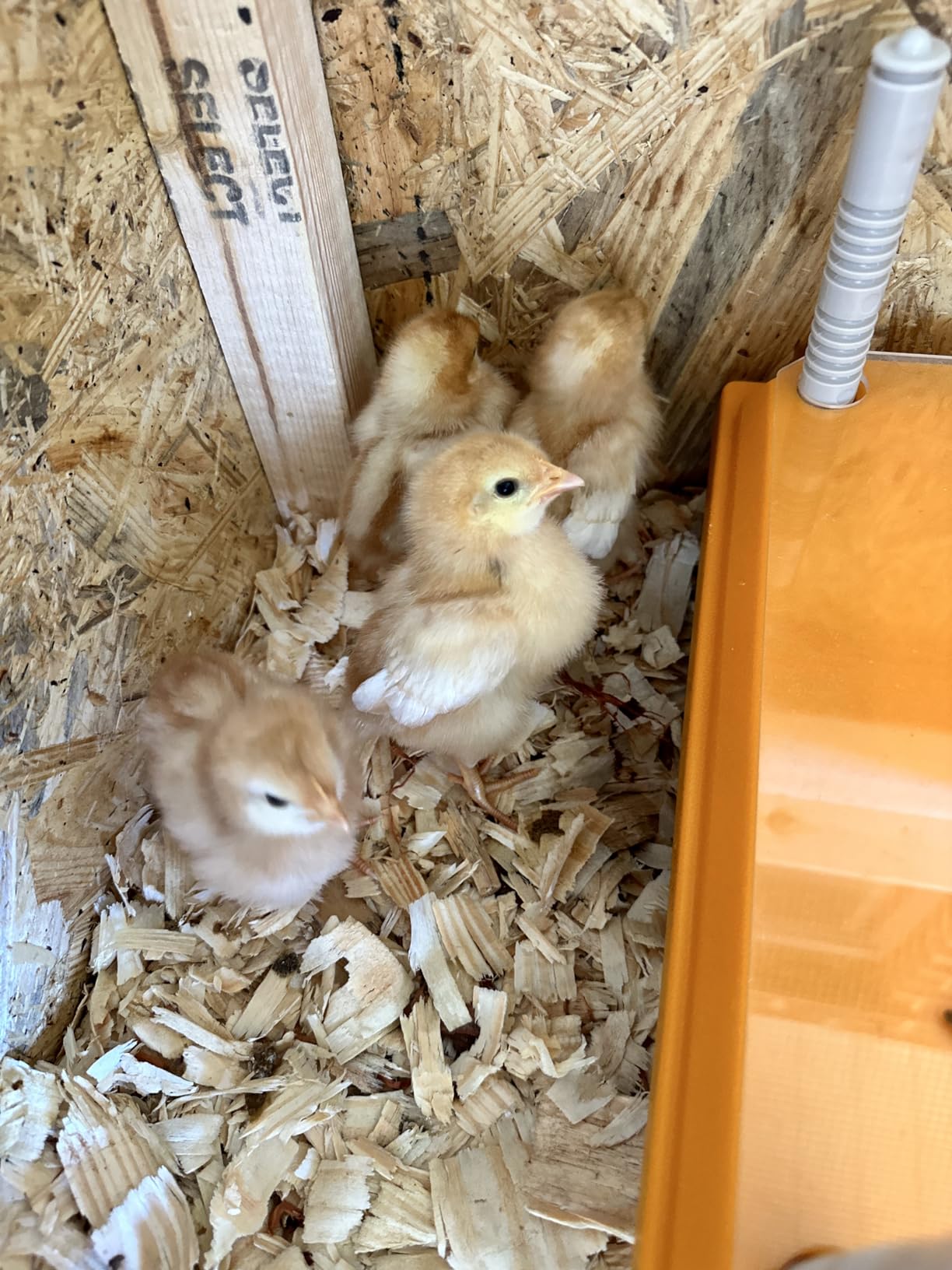 Brooder Heater for Chicks: Chick Brooder Heating Plate with Easy- Cleaning Plate Poultry Coop Heater Chicks Warmer 12