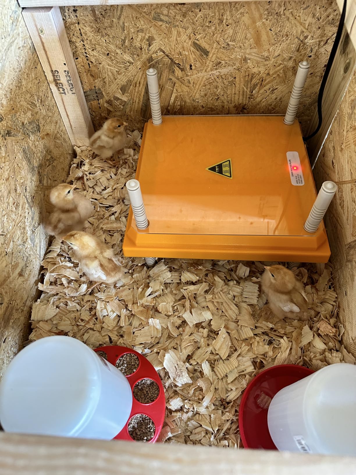 Brooder Heater for Chicks: Chick Brooder Heating Plate with Easy- Cleaning Plate Poultry Coop Heater Chicks Warmer 12