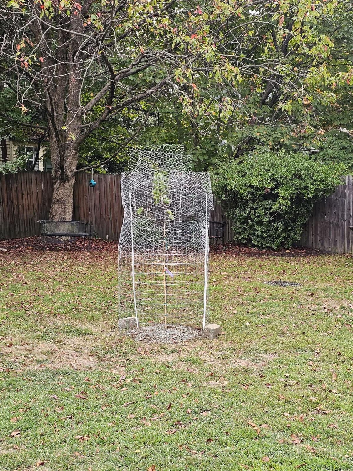 16in x 82ft Chicken Wire, TOYPOPOR 40cm x 25m Poultry Wire Netting Hexagonal Galvanized Mesh Garden Fence Barrier for Pet Rabbit Chicken Fencing (16In x 82FT) customer photo 1