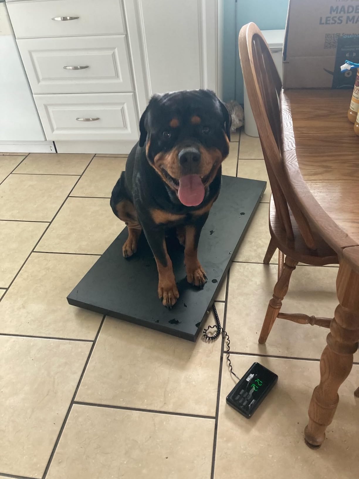 TUFFIOM 1100Lbs x 0.2Lbs Postal Digital Livestock Scale, Electronic Stainless Steel Platform Heavy Duty Vet Animal Scale,Dog Pig Goat Sheep Scale, Silvery customer photo 2