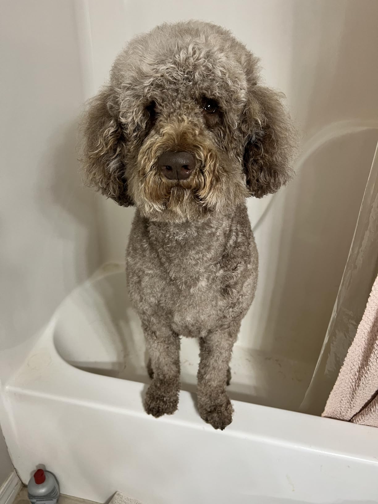 HomeRunPet Dog Dryer for Grooming, 43dB Ultra Quiet Pet Blow Dryer | 268 MPH High Velocity Forced Air for Fast Drying, 99 Adjustable Speeds, 3 Temperature Settings, Negative Ion, 6.5ft Hose customer photo 2