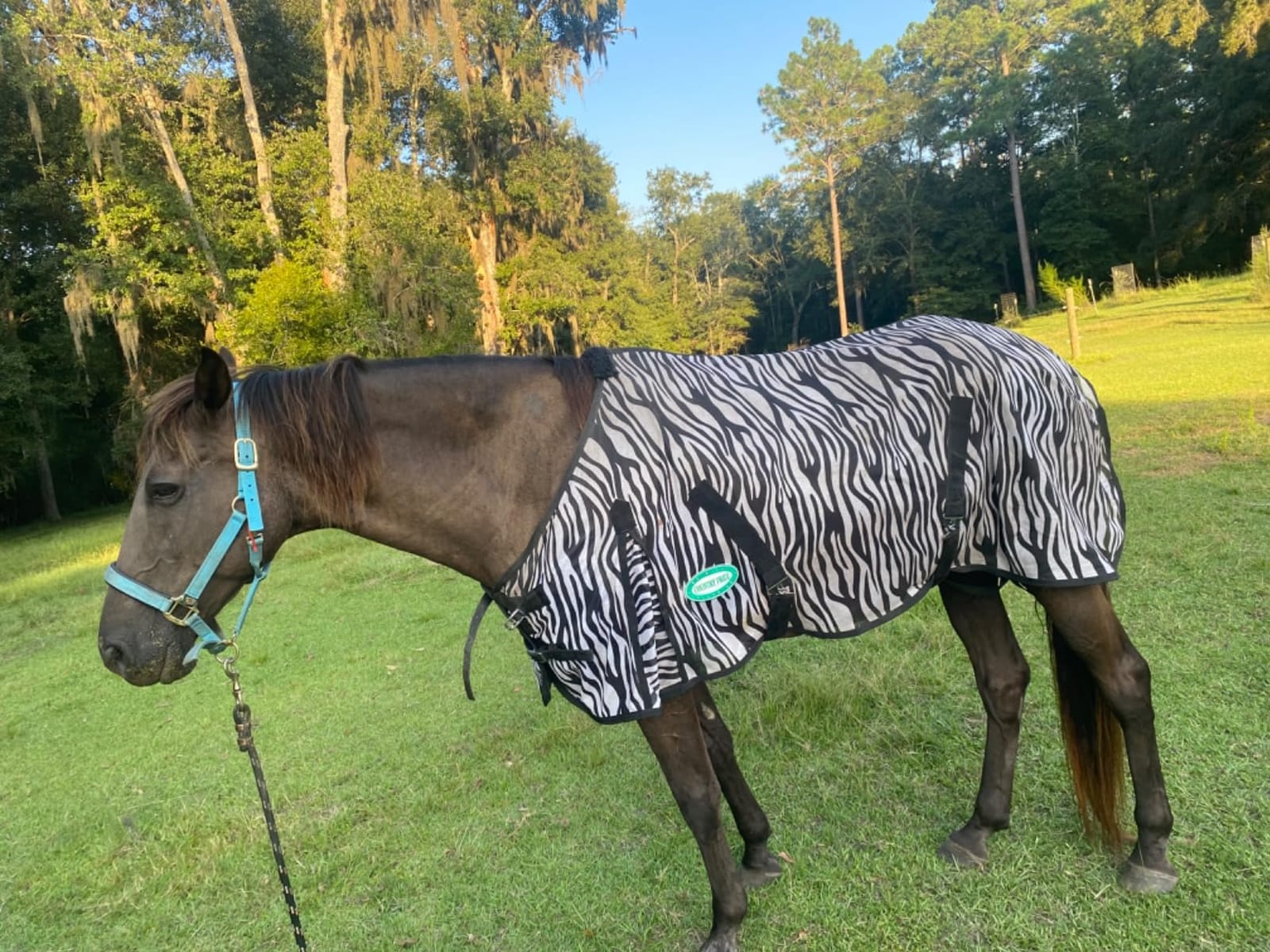 Country Pride Zebra Print Soft Mesh Fly Sheet for Horses, 78 in customer photo 1