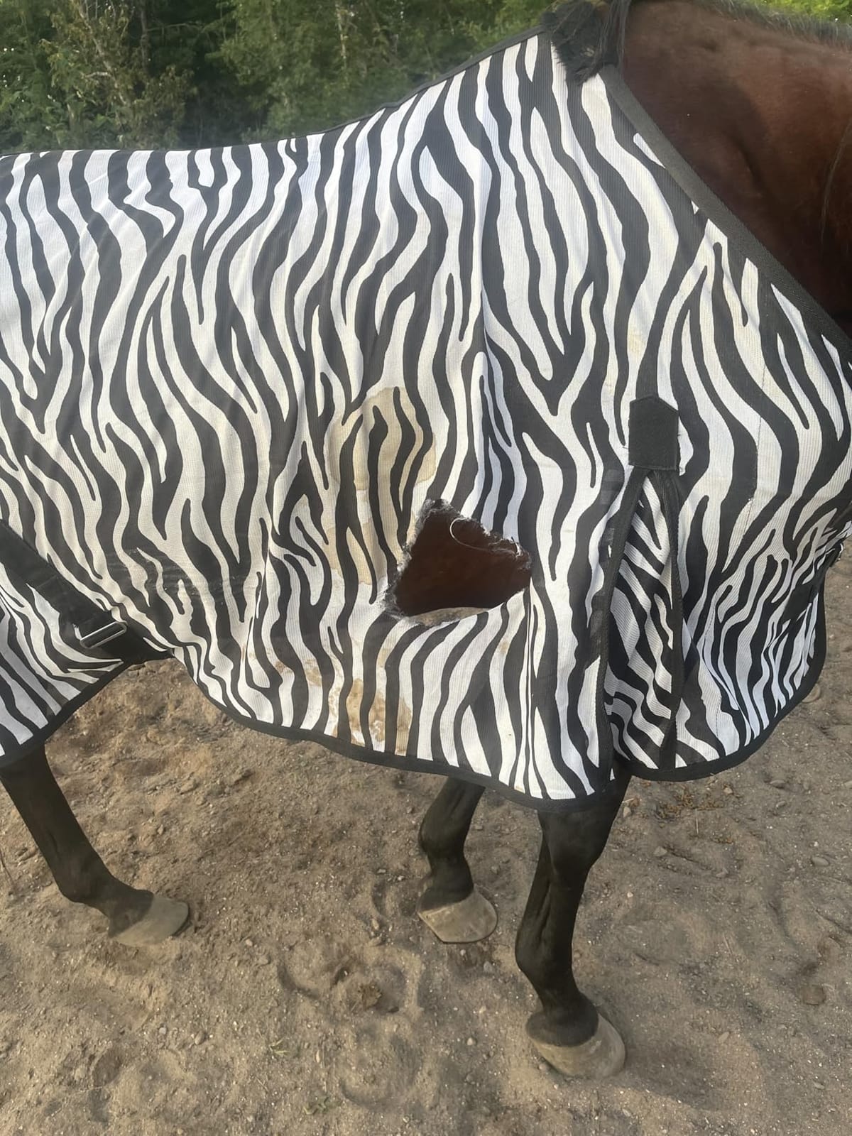 Country Pride Zebra Print Soft Mesh Fly Sheet for Horses, 78 in customer photo 2