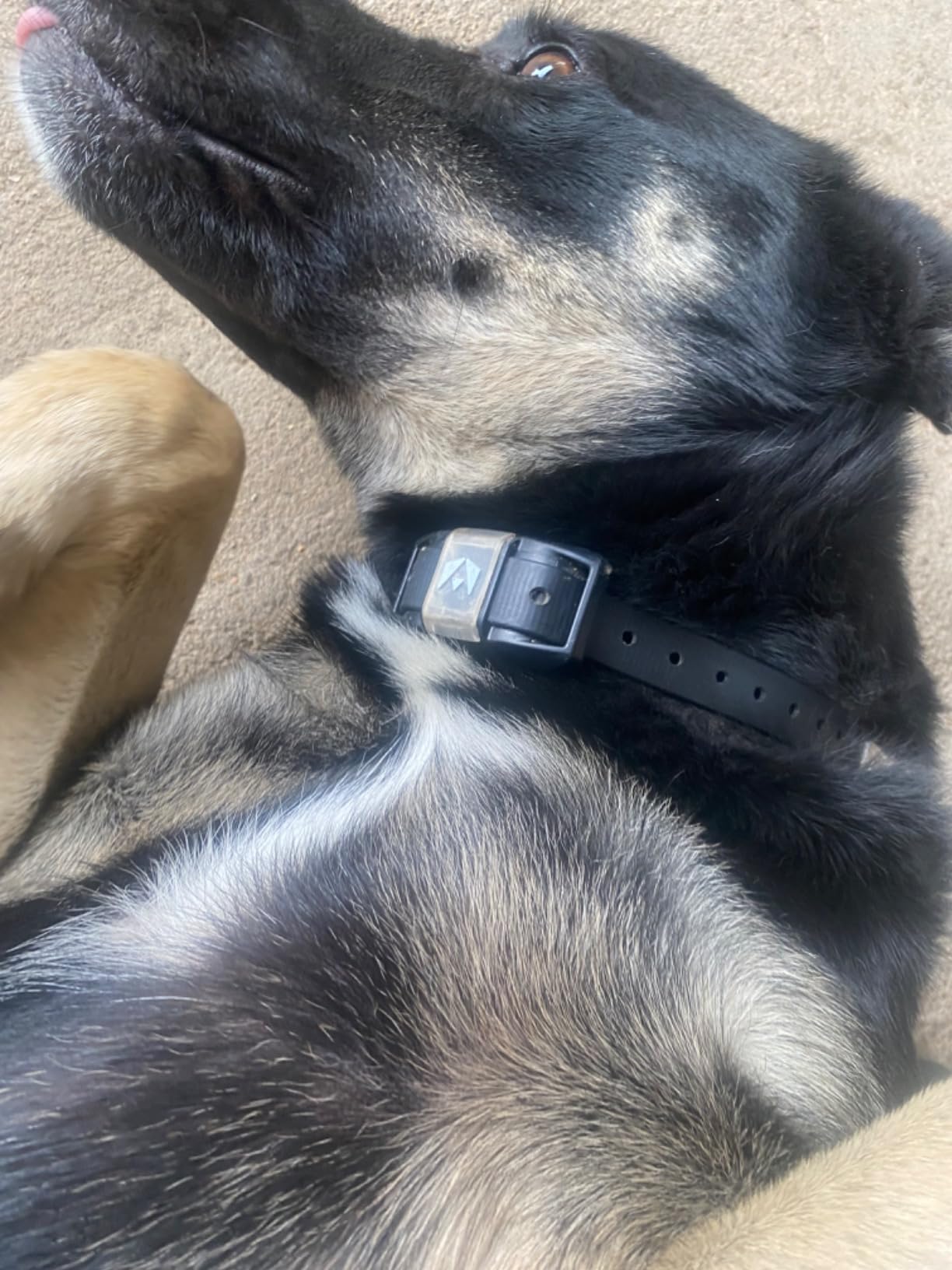 INVIROX Ultra K9 Dog Training Collar with Remote, 124 Levels E Collar | 3/4 Mile Range, Night-Light Mode, IP67 Waterproof Shock Collar for Large, Reactive, Stubborn or Hard-to-Train Dogs customer photo 1