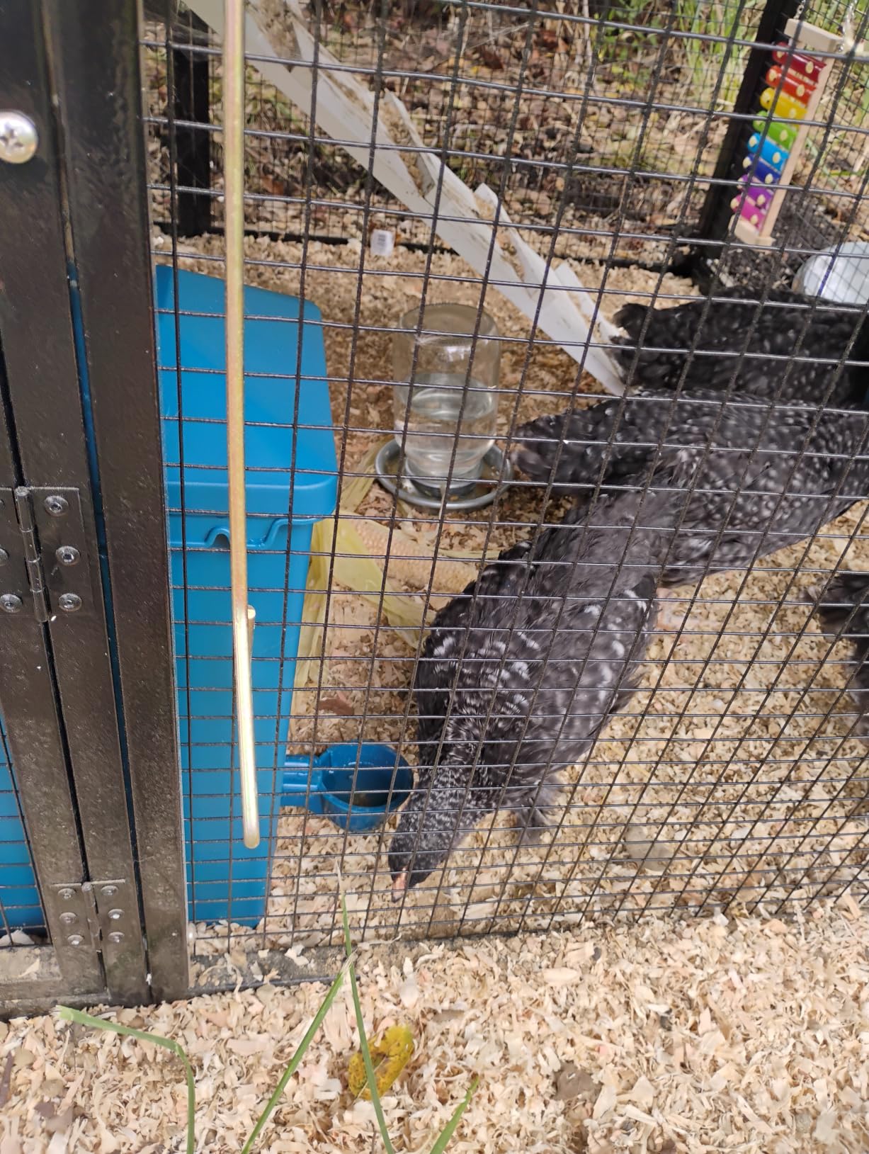 Automatic Port Chicken Feeder and Cup Waterer Set customer photo 1