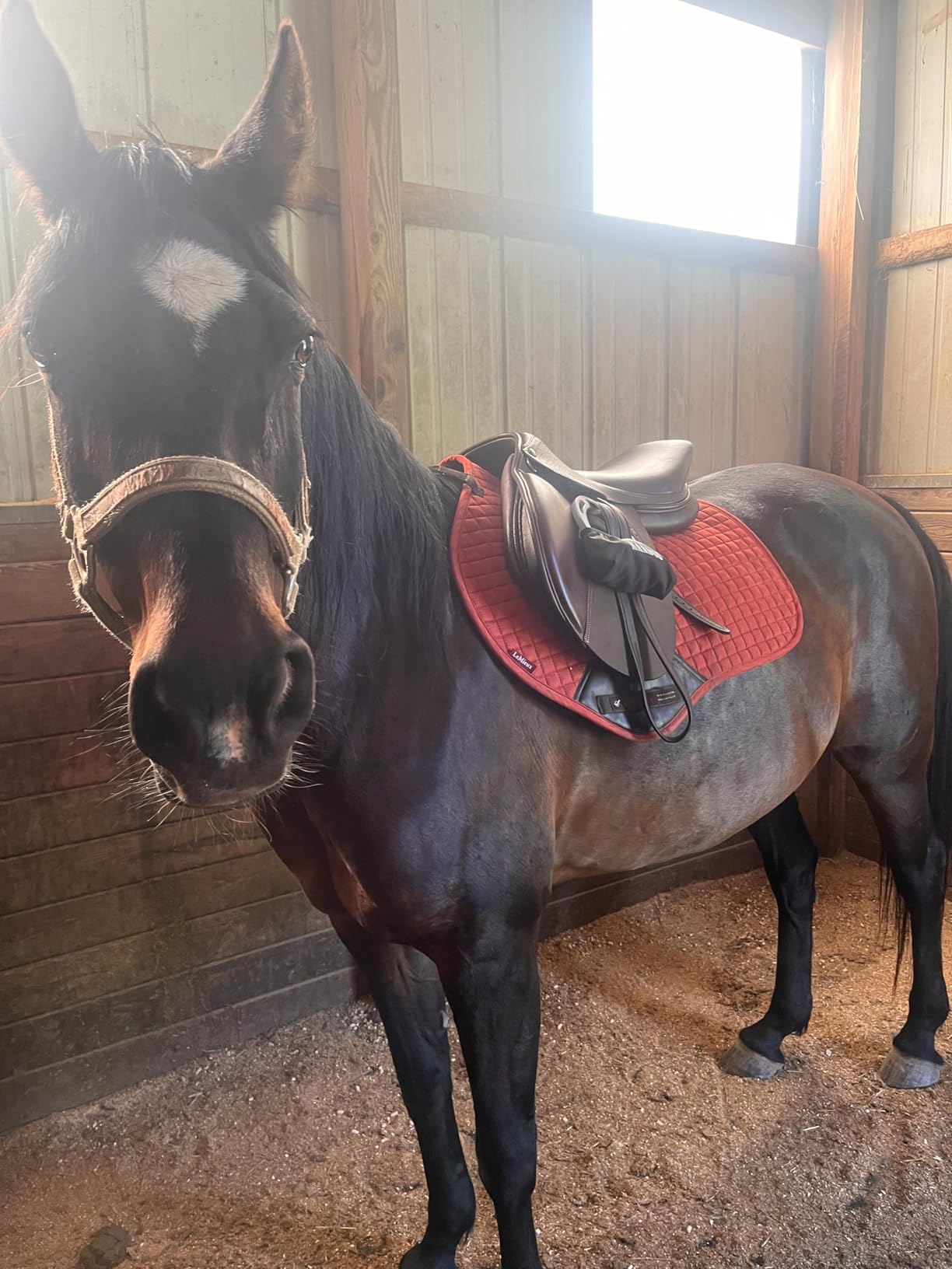 Henri de Rivel Novice Club Close Contact Saddle - Beginner Jumping Saddle with Flatter Seat, Padded Flaps & Knee Rolls customer photo 1