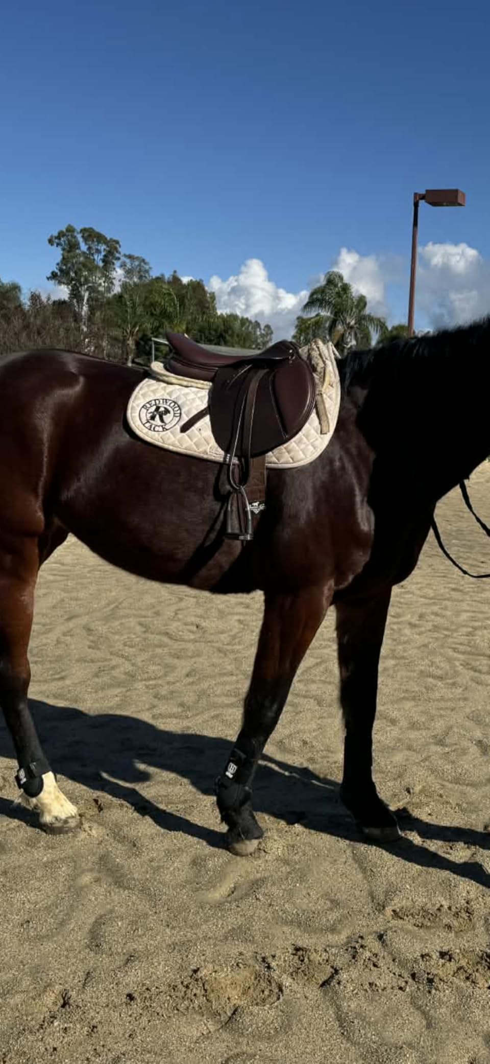 Henri de Rivel Novice Club Close Contact Saddle - Beginner Jumping Saddle with Flatter Seat, Padded Flaps & Knee Rolls customer photo 2