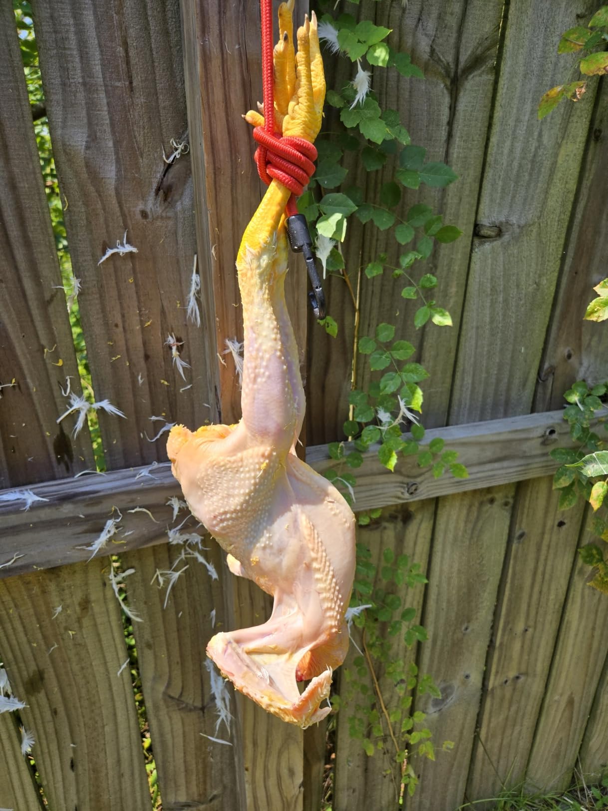 18-Finger Chicken Plucker 3/8