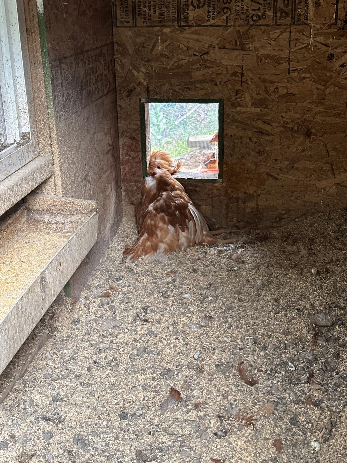 AsFrost Automatic Chicken Coop Door, 7W Solar Panel Powered Brown customer photo 2