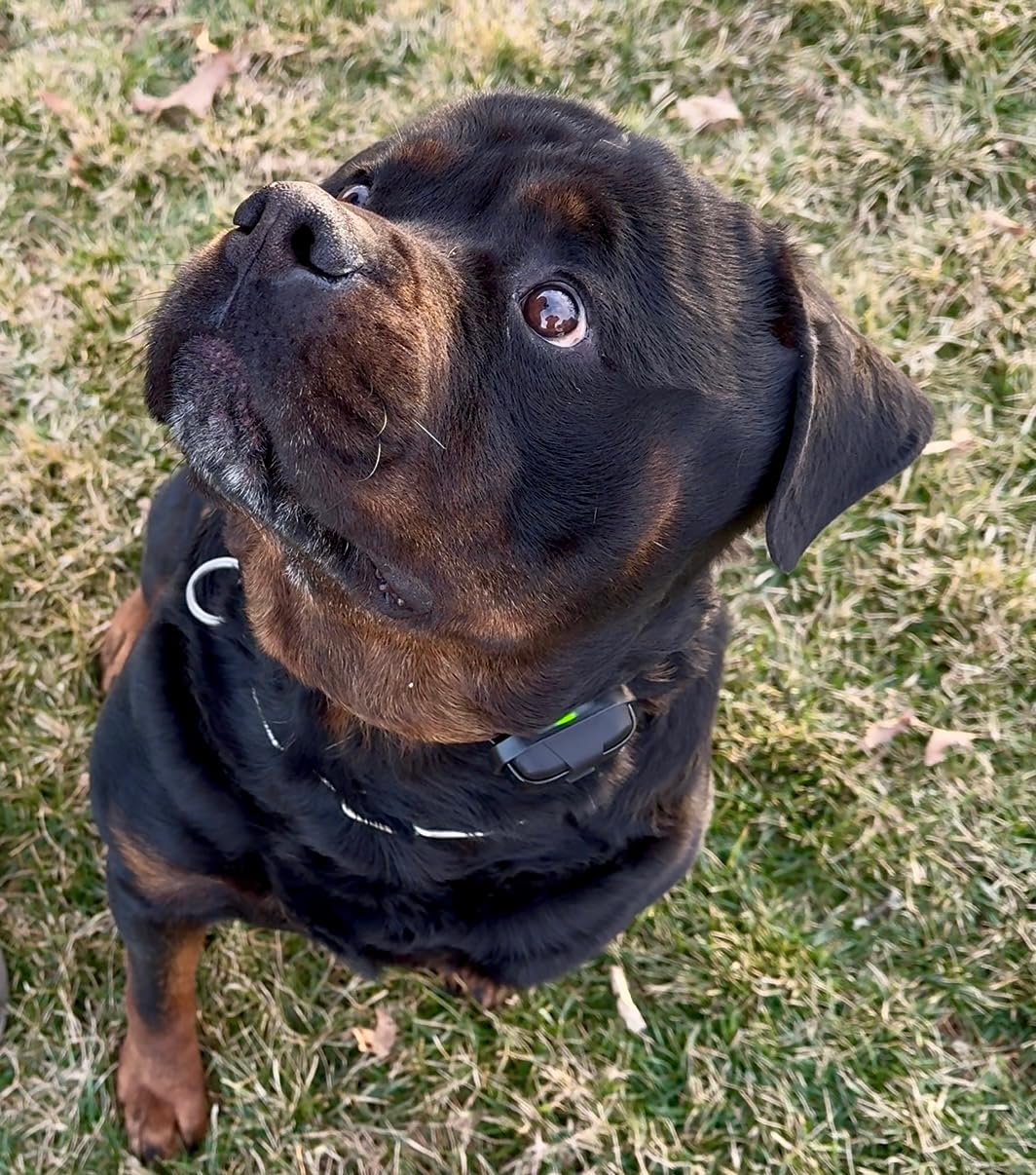 Dogtra 280X E-Collar with Remote [New Edition] 10 lbs+, 1/2 Mile Range, LED Light, 100 Levels of Precise Control for Stubborn Dogs, Waterproof, Boost for Quick Recall, Vibration, Safety Lock & Tone customer photo 2