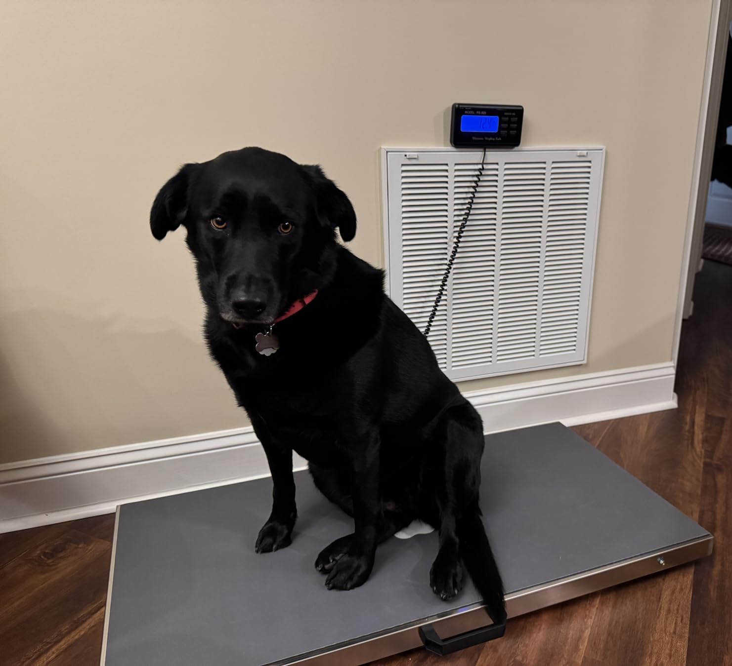 Bonvoisin Pet Scale for Large Dog 1100lb x 0.2lb, Postal Scale with Large Stainless Platform 40.5” x 20.8”, Animal Scales for Weighing,Vet Scale with Rubber Mat Livestock Scale for Dog, Sheep customer photo 2