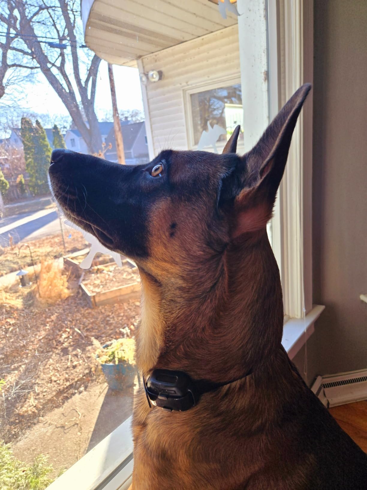 Dogtra Smart NOBARK Detects Whining and Barking, 33 ft Range App for Notifications, E-Collar, Behavior Report, Waterproof IPX9K, Compact Size for 10 lb Dogs, Triple Detection Accuracy customer photo 1