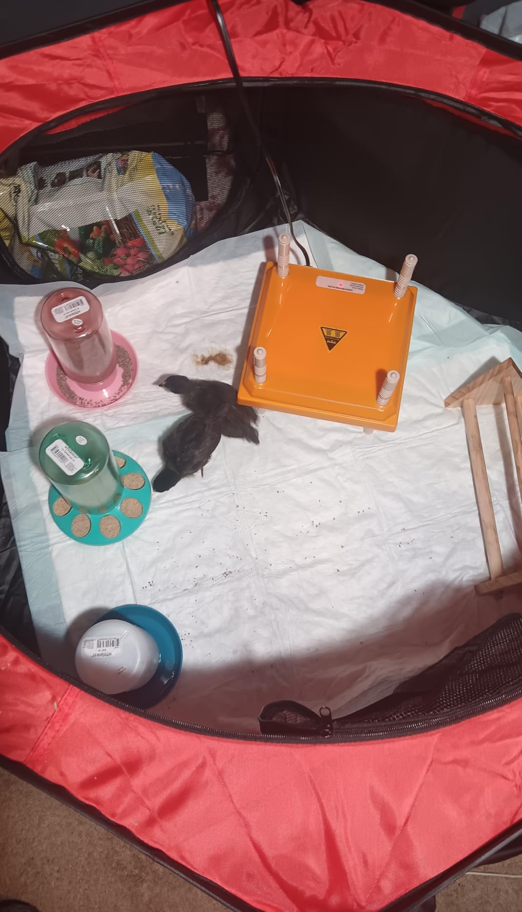 Brooder Box for Chick Starter Kit - 2026 Upgrade Dual Door Chicken Brooder Pen/Playpen/Tent with 10*10 in Brooder Heating Plate,Nesting Pad,Chicks Feeder&Waterer,Chick Perch Up to 15 Chicks,Duck,Quail customer photo 2
