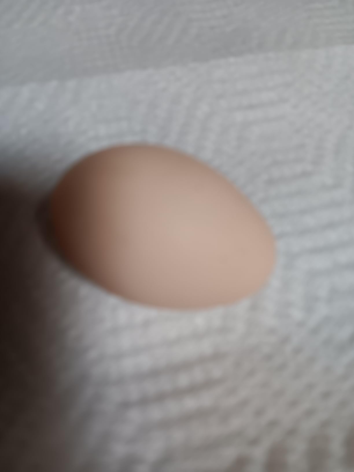 GoodEgg Enzyme Egg Wash Cleaning Solution, Foaming Spray Pump, Refillable customer photo 2