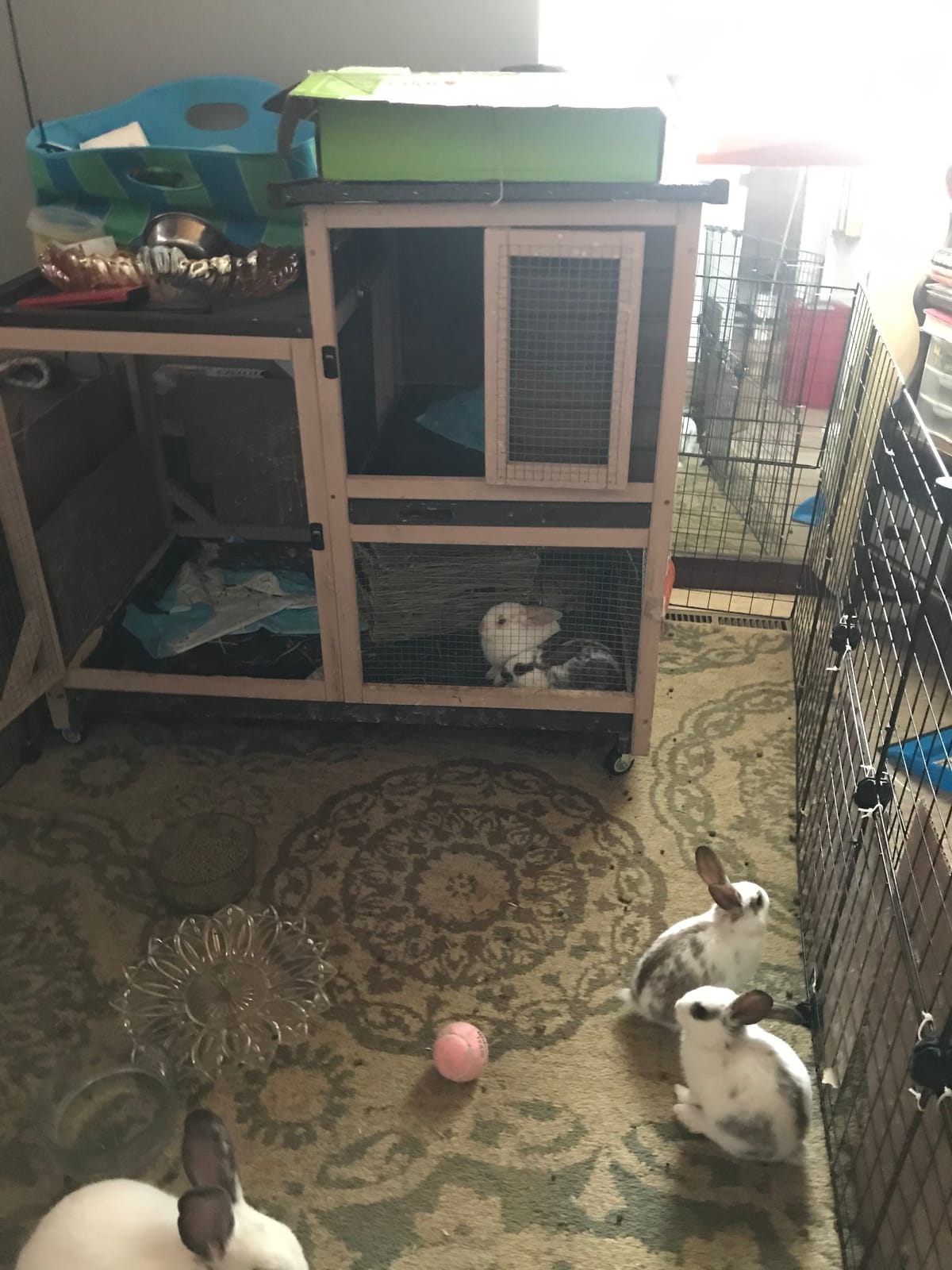 Aivituvin Rabbit Hutch Indoor Outdoor Bunny Hutch on Wheels, 2 Story Wood Guinea Pig Cages with 2 Deeper Pull Out Trays (Brown) customer photo 2
