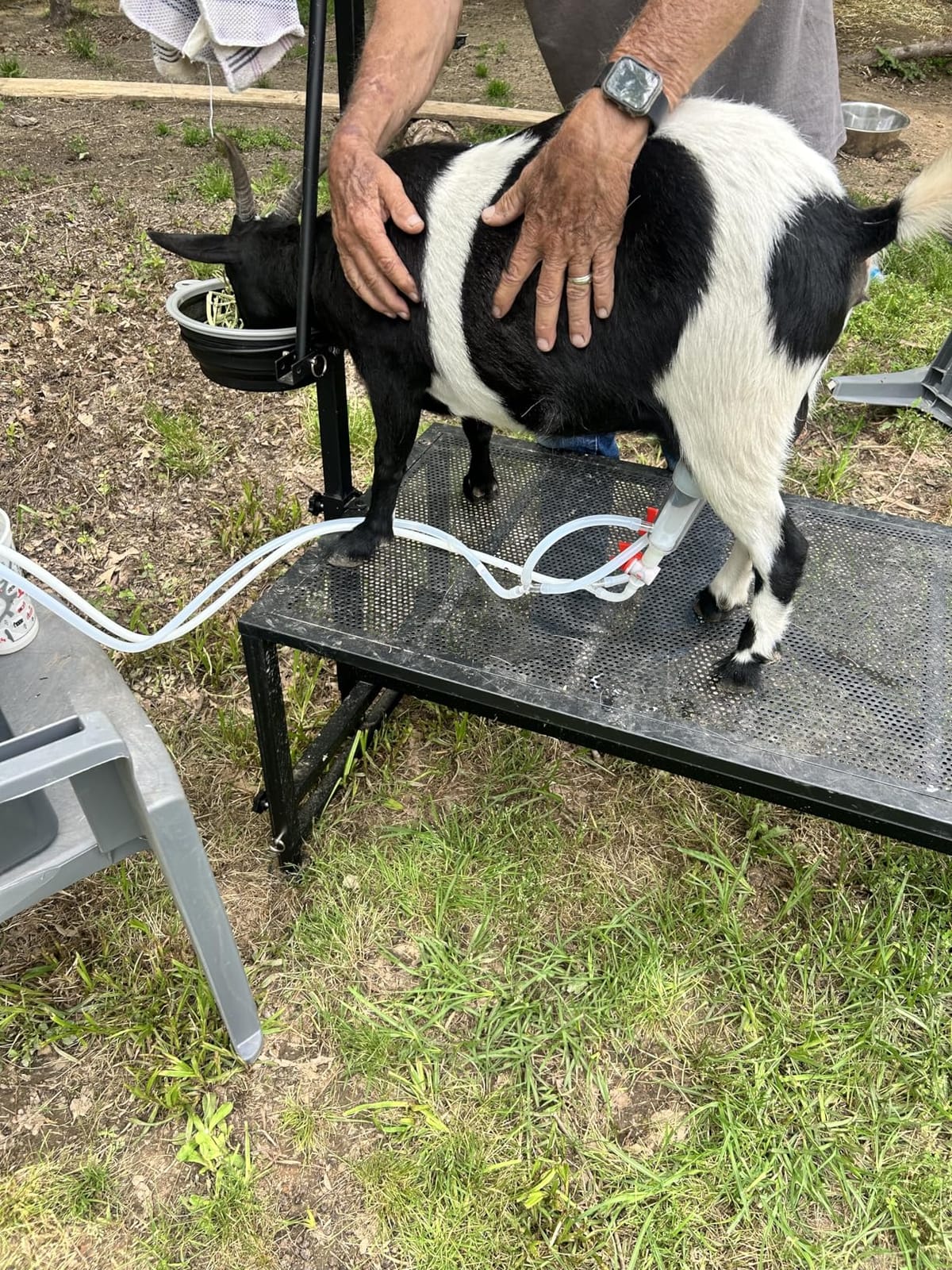 600 LBs Goat Stand with Feed Bin, Goat Milking Stand for Sheep Trimming and Milking, Hoof Trimming Stand Adjustable Size, with Feeder, Iron Black customer photo 1