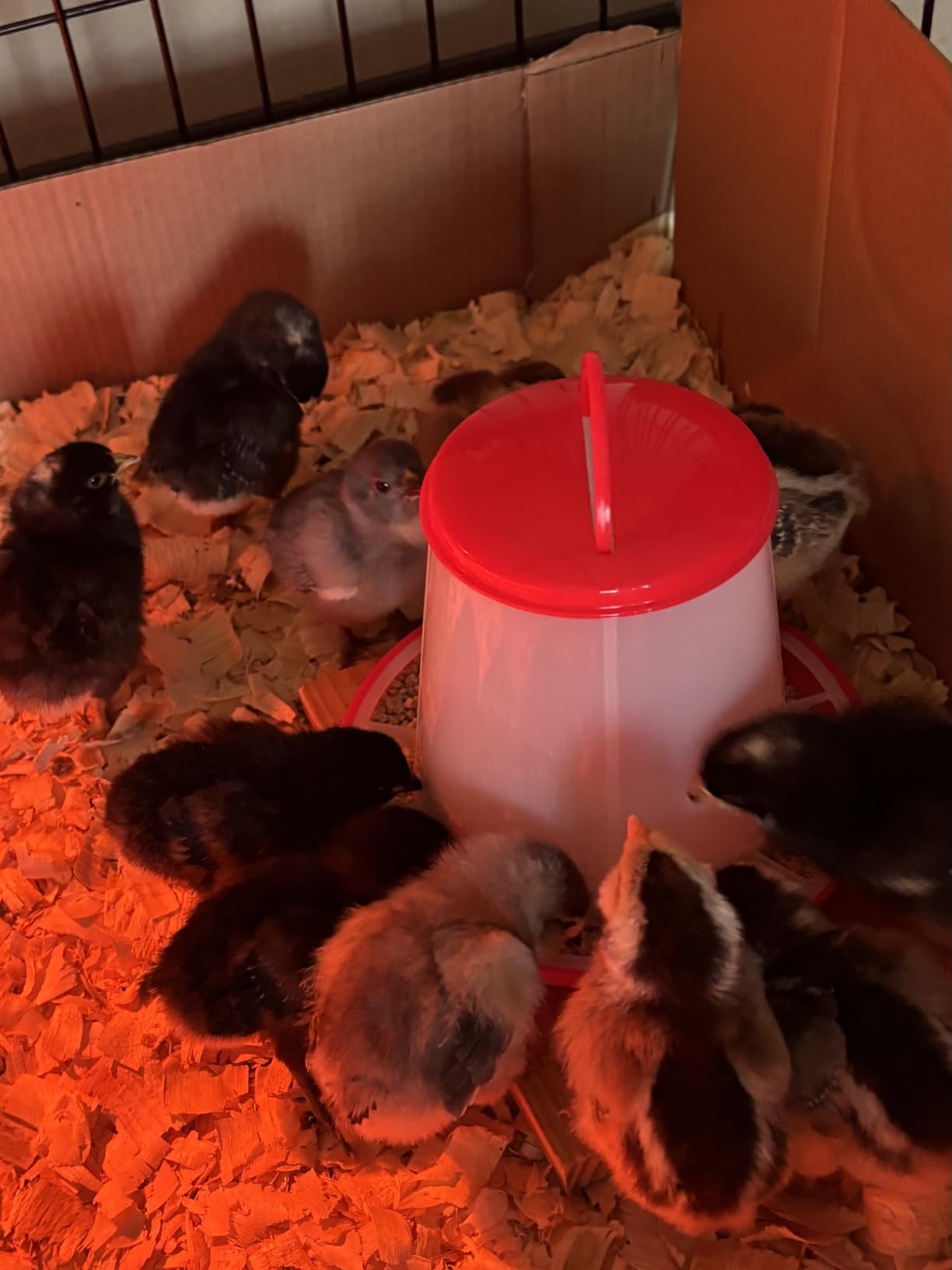 Incubators for Hatching Eggs 12 Egg Incubator with Automatic Egg Turning and Humidity Control,Egg Candler,Auto Water Replenishment,for Chicken Eggs and Quail Egg M12H customer photo 2