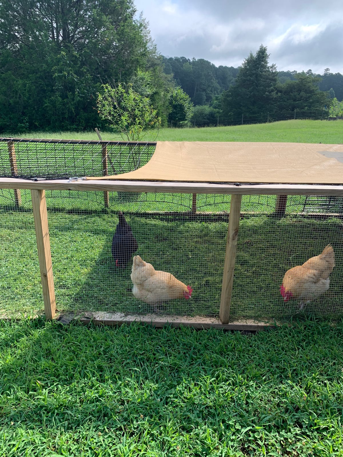 SEBOSS Hardware Cloth 1/2 inch Chicken Wire Fencing 48 x 100 Ft 19-Gauge customer photo 2