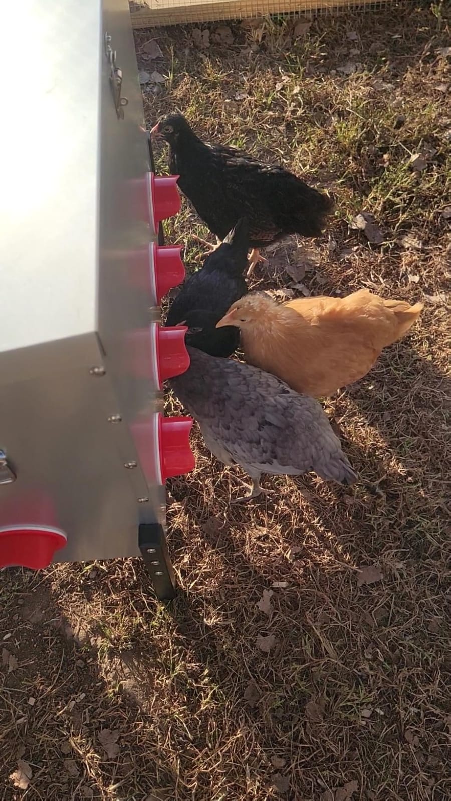 95 lb Chicken Feeder with 10 No-Waste Ports – Extra-Large Galvanized Metal Poultry Feeder with Adjustable Height Heavy-Duty Stand – Outdoor Feed Box for Chickens, Ducks & Geese customer photo 1