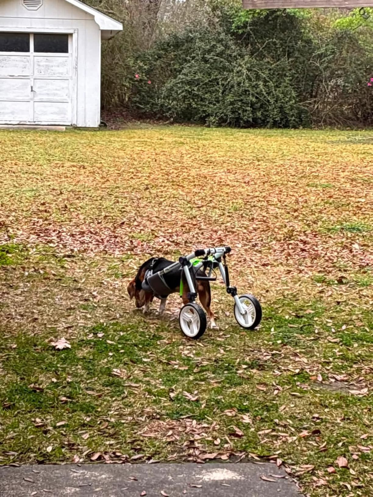 Dog Wheelchair for Back Legs, Adjustable Mobility Cart for Dog | Lightweight Hind Leg Support Wheelchair for Disabled Dog, Stable Cart Helps Walking, Exercise & Mobility customer photo 2