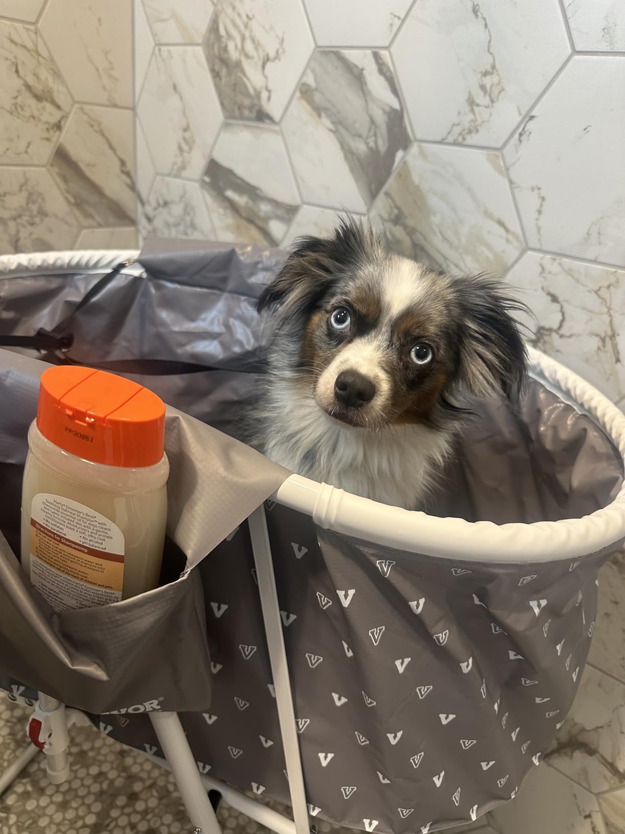 VEVOR Portable Dog Bathtub Foldable Pet Shower Station with Drain, Grey | for Washing and Grooming Small and Medium Dogs and Cats Indoors or Outdoors, with Efficient Drainage and Space-Saving Storage customer photo 2