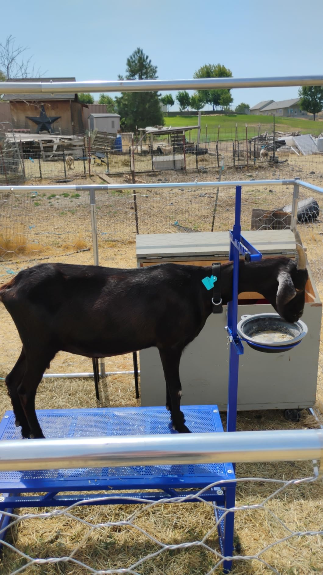 600 Lbs Goat Milking Stand with Feed Bin, Heavy Duty Goat Stand for Milking, Hoof Trimming & Grooming, Adjustable Goat Stanchion for Sheep and Goats, Iron Black customer photo 2