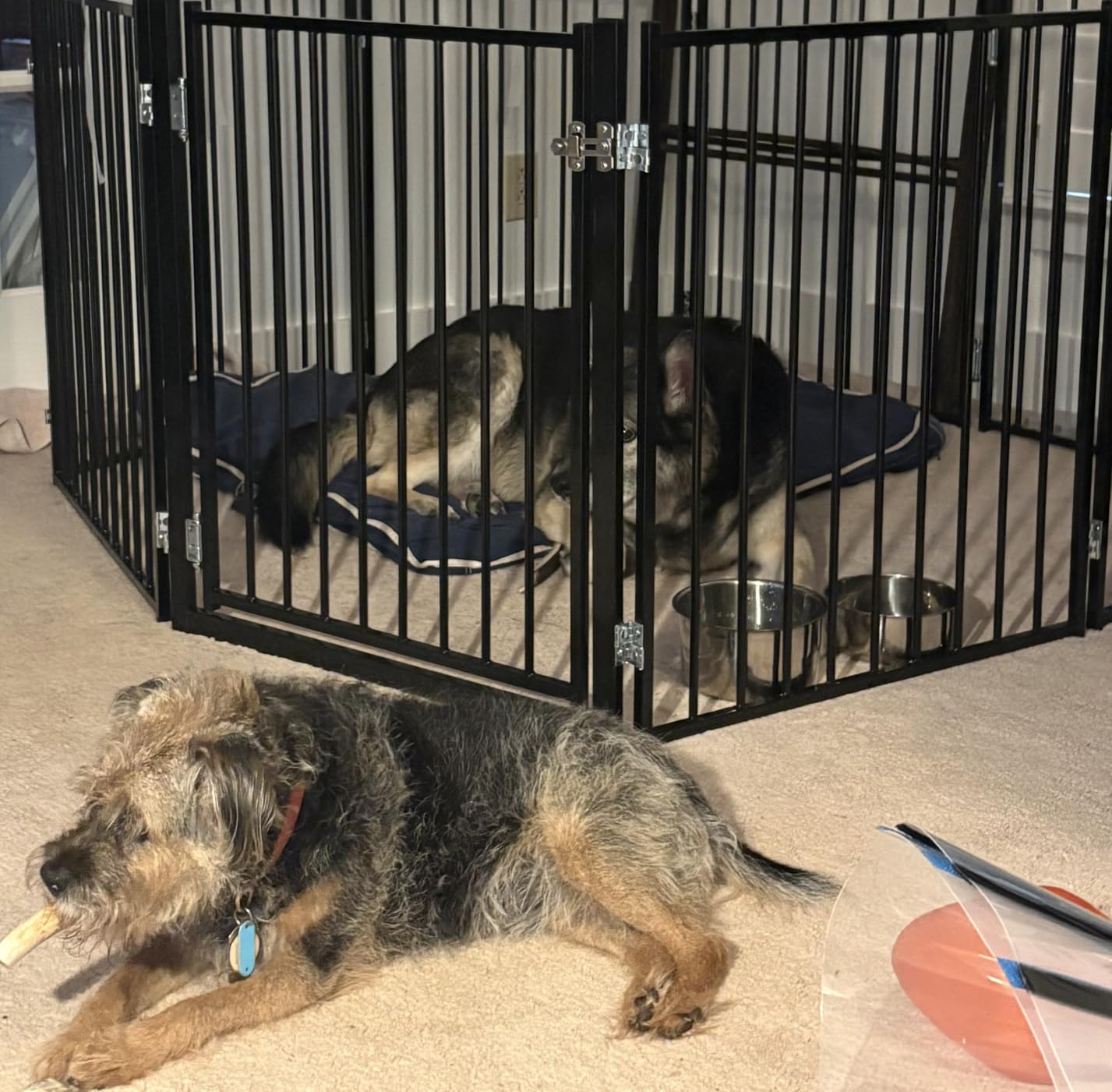 No Pawblems Freestanding Dog Gate with Door for Indoor & Outdoor, 30'' Tall | Foldable Metal Pet Gate for Stairs/Doorways, 78'' Extra Wide Dog Fence for Deck, Freestanding or Wall Mount, 3 Panels, Black customer photo 2