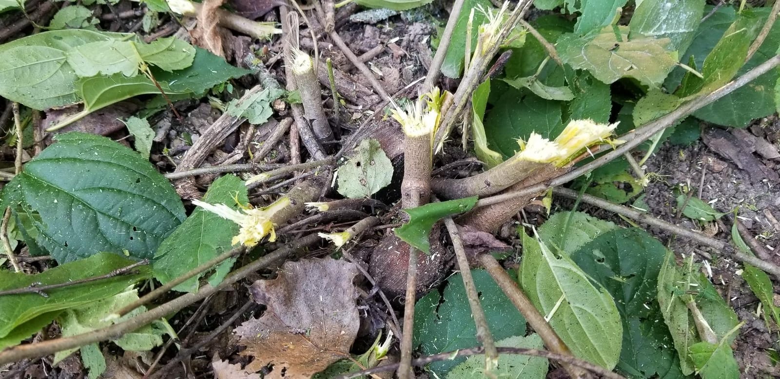 CALPALMY Brush Cutter Blade and Adapter Kit - 9