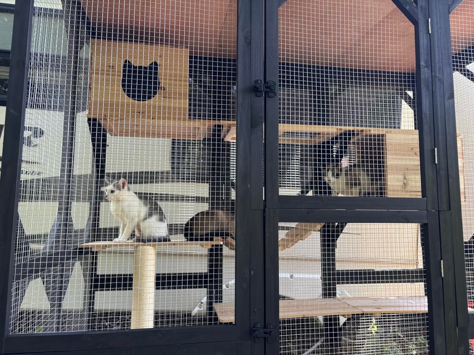 Catio Outdoor Cat Enclosure Window Access Walk-in Indoor Cat Cage Patio 71