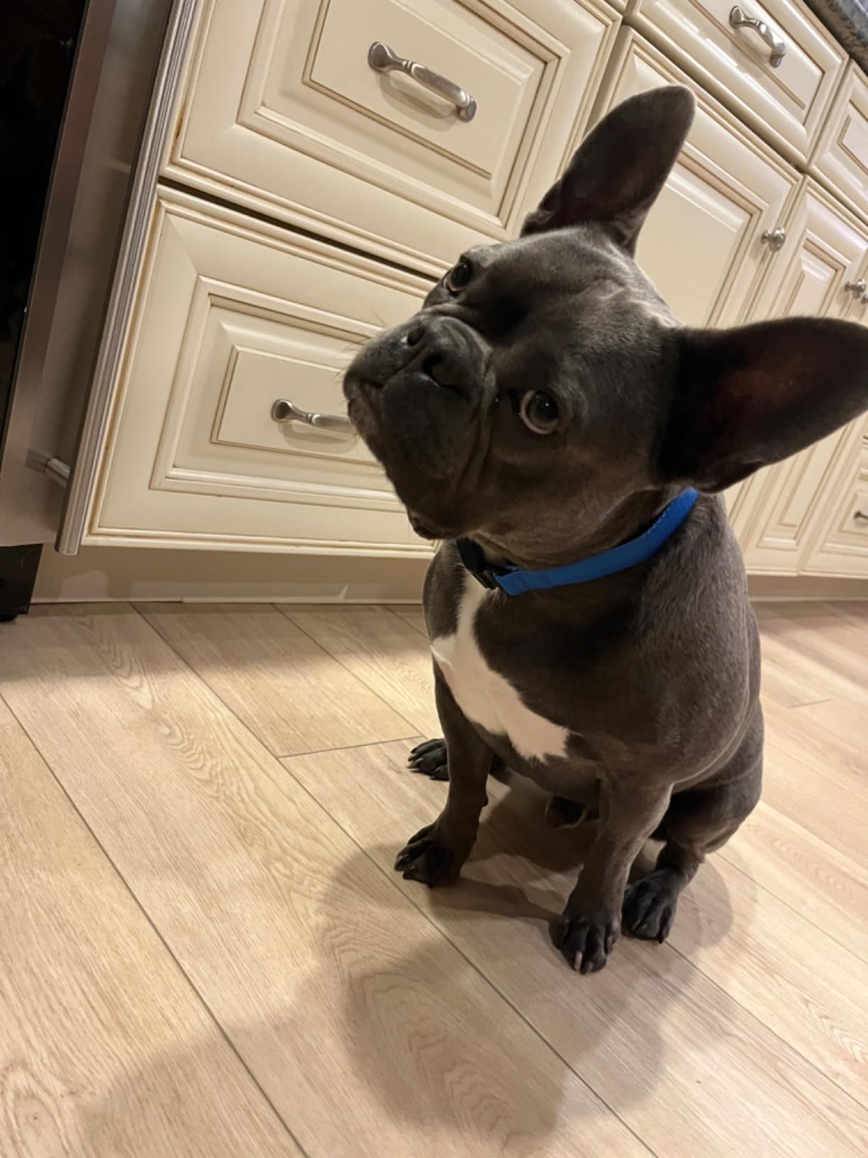 Fi Series 3+ GPS Dog Collar & Tracker, 12-Mo Membership Included, Blue L | Live GPS tracking & escape alerts, virtual fence safe zones, health & behavior monitoring, activity & sleep insights customer photo 1
