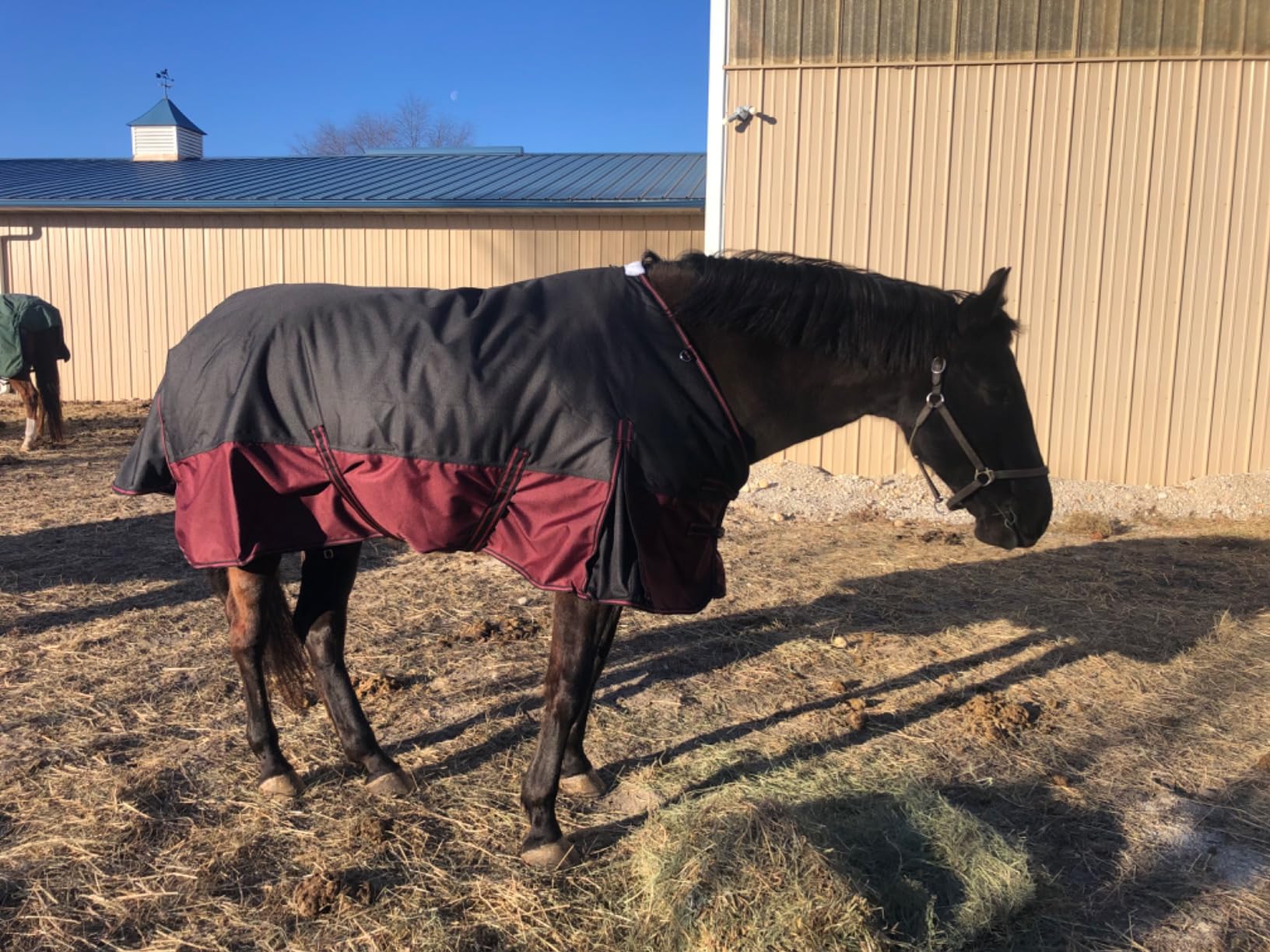 LEAFOREST 1200D Horse Turnout Blanket Waterproof 200g Fill Winter Cold Wet customer photo 1