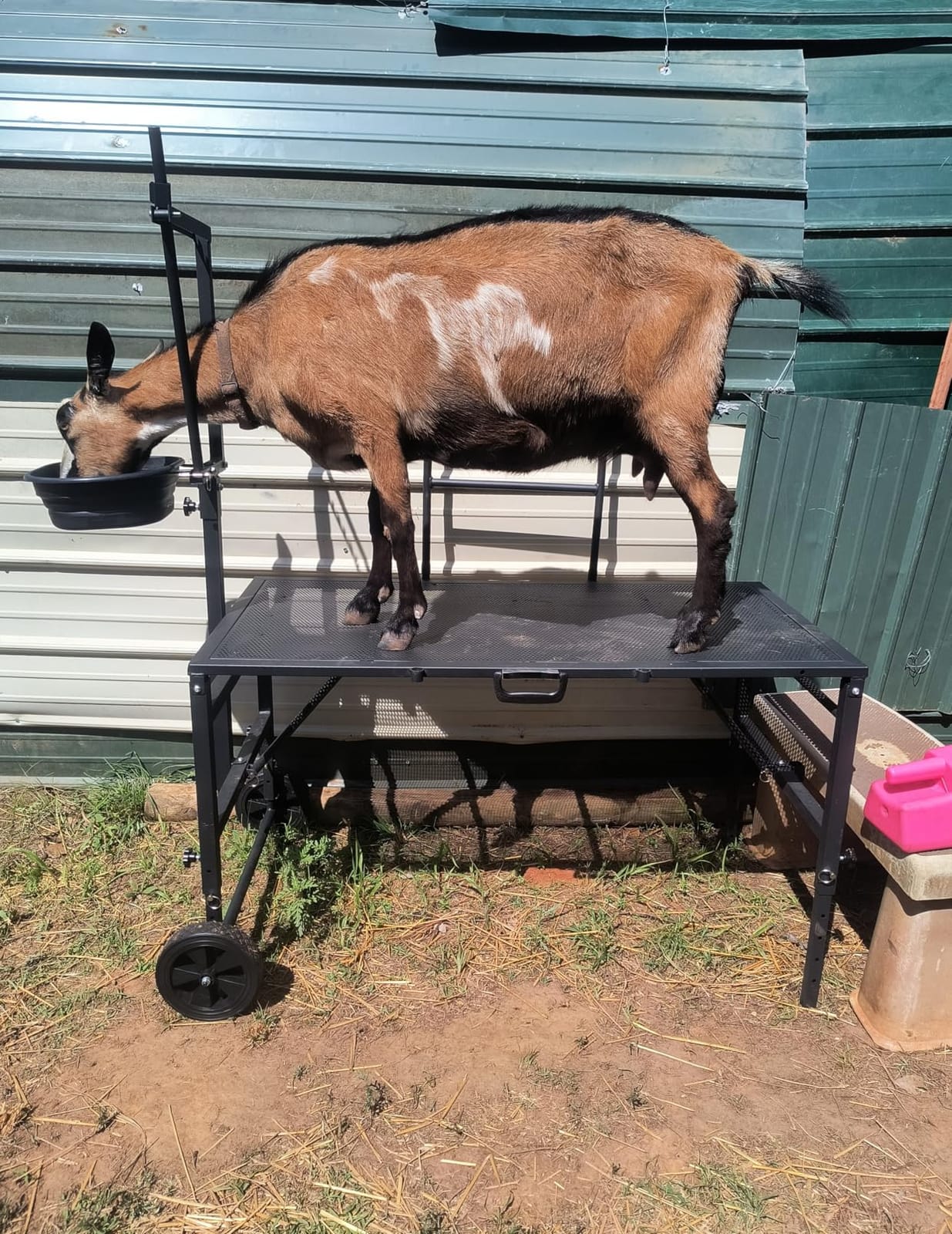 Goat Stand with Adjustable Headpiece & Legs, Goat Milking Stand with Feeder, Rails & Wheels, Stanchion for Grooming & Hoof Trimming, Sheep Stand for Shearing Heavy-Duty Steel Platform, Black customer photo 1