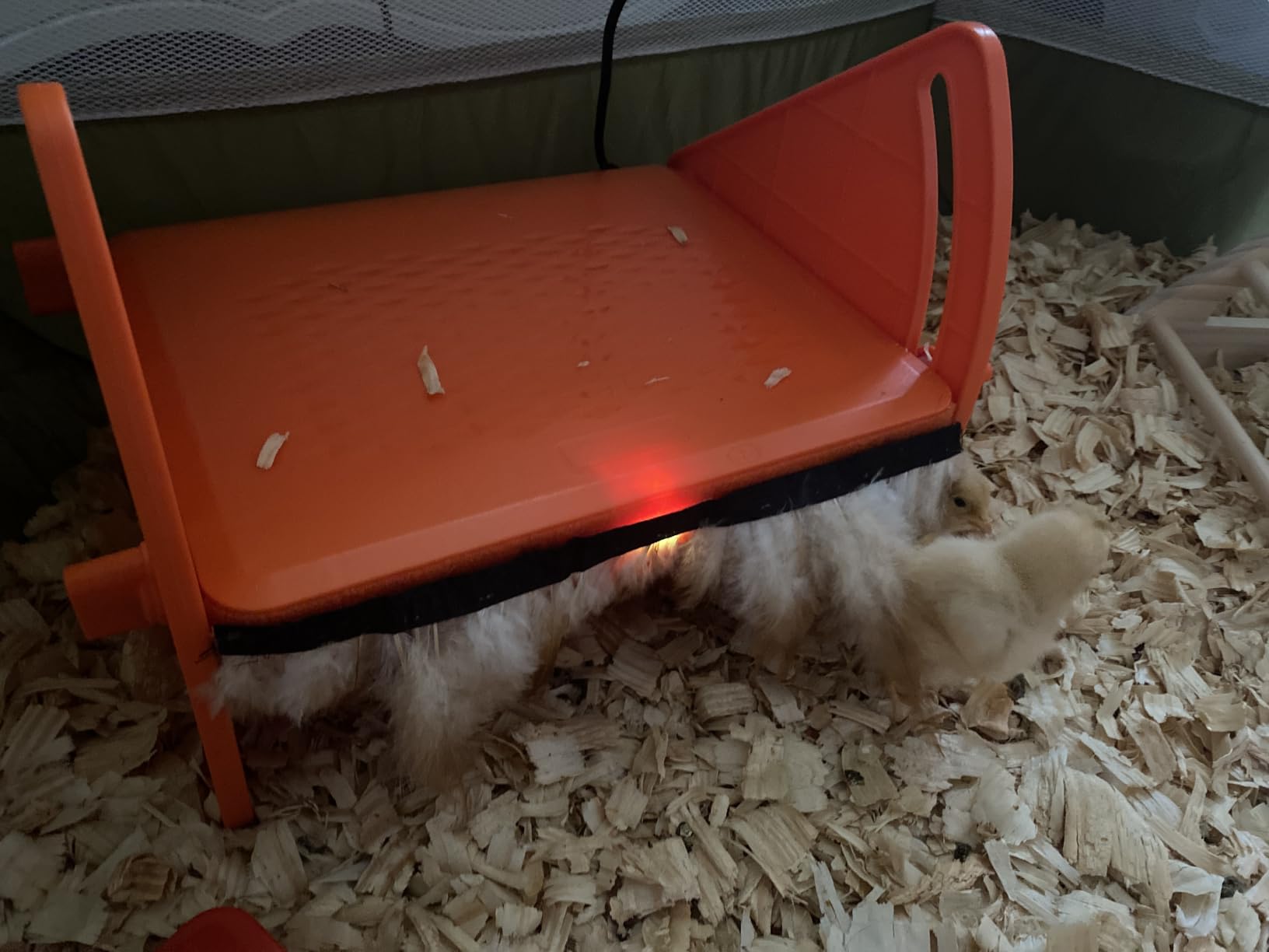 Chick Brooder Heater Plate for Baby Chicks, Ducklings & Poultry customer photo 1