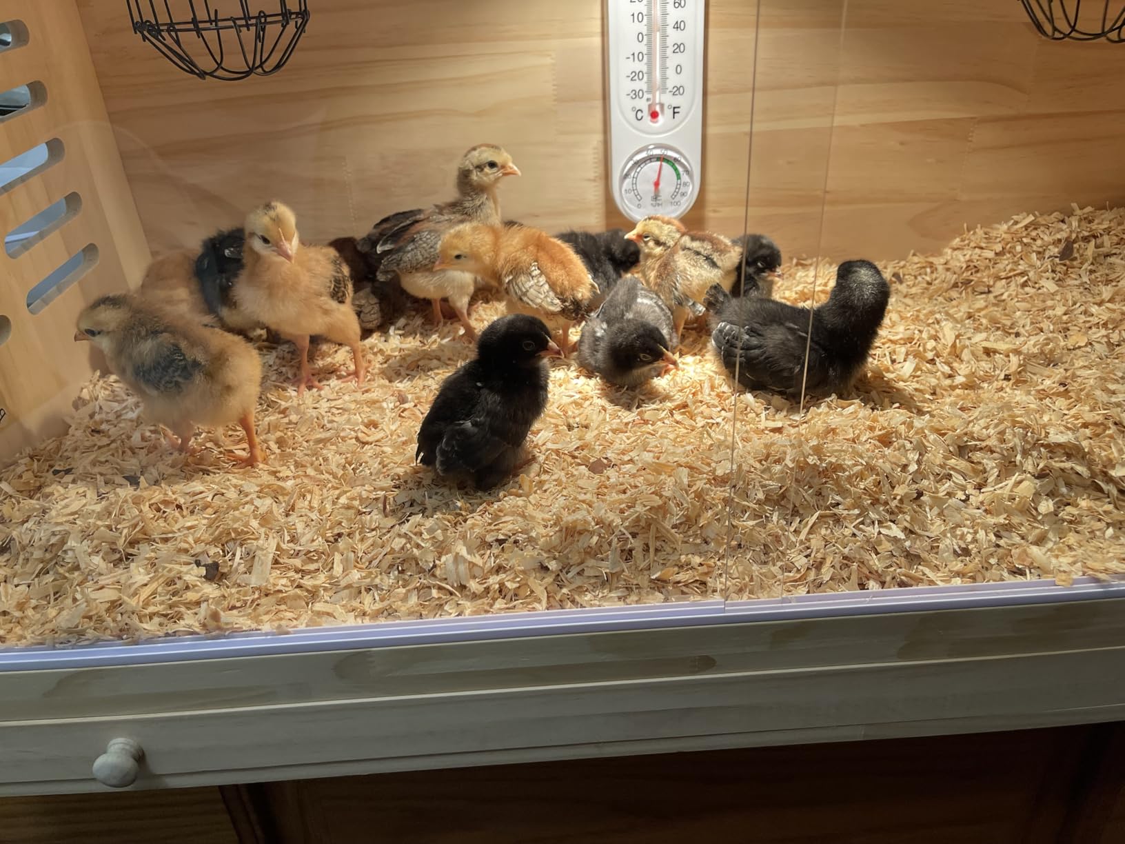 Large Wooden Chick Brooder Box with Drawers, 3 Heat Lamps and Thermostat customer photo 2