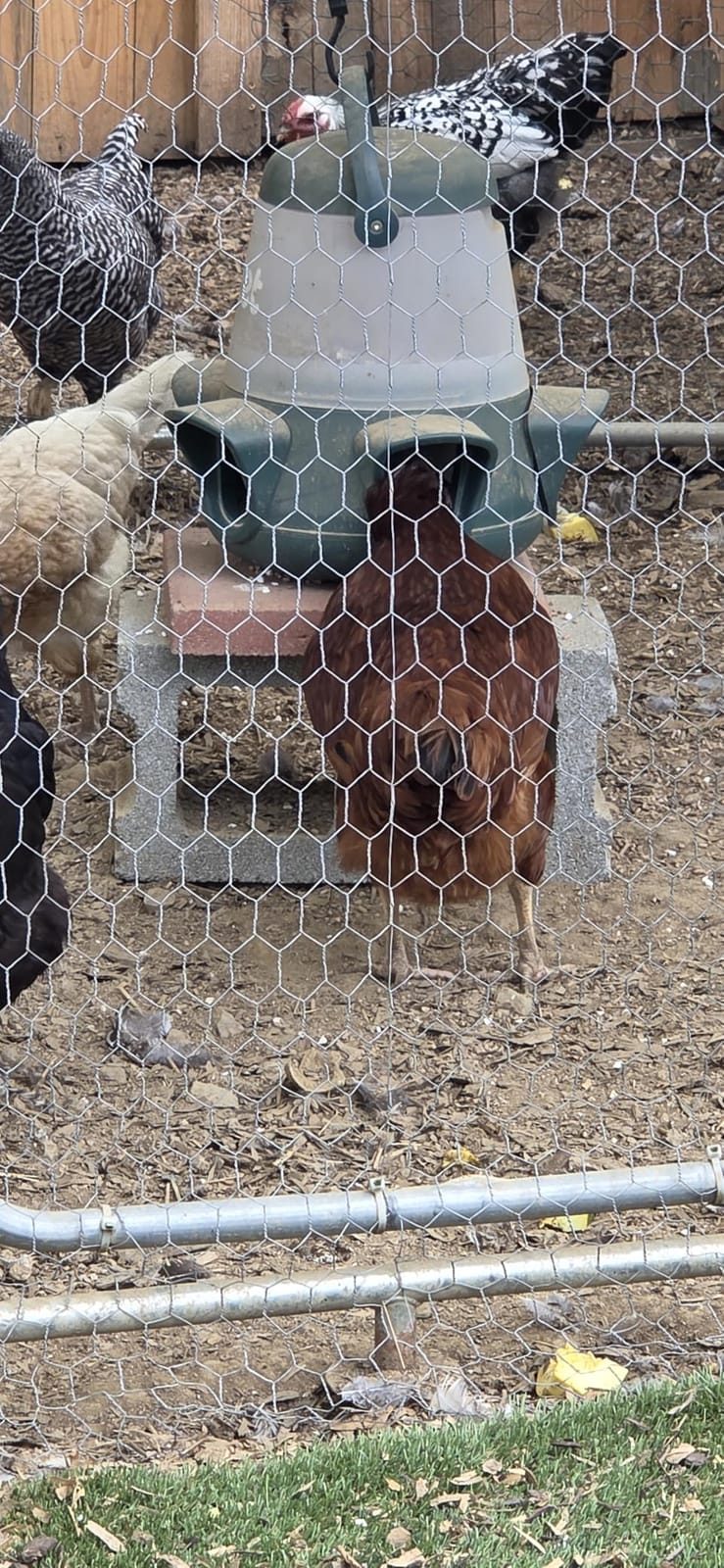 Omlet No Waste Chicken Feeder for Coop | 12lb Anti-Spill Poultry Feeder with 5 Feeding Ports | Feeds 6 Hens for 7 Days | Hanging or Free Standing | Weatherproof customer photo 1
