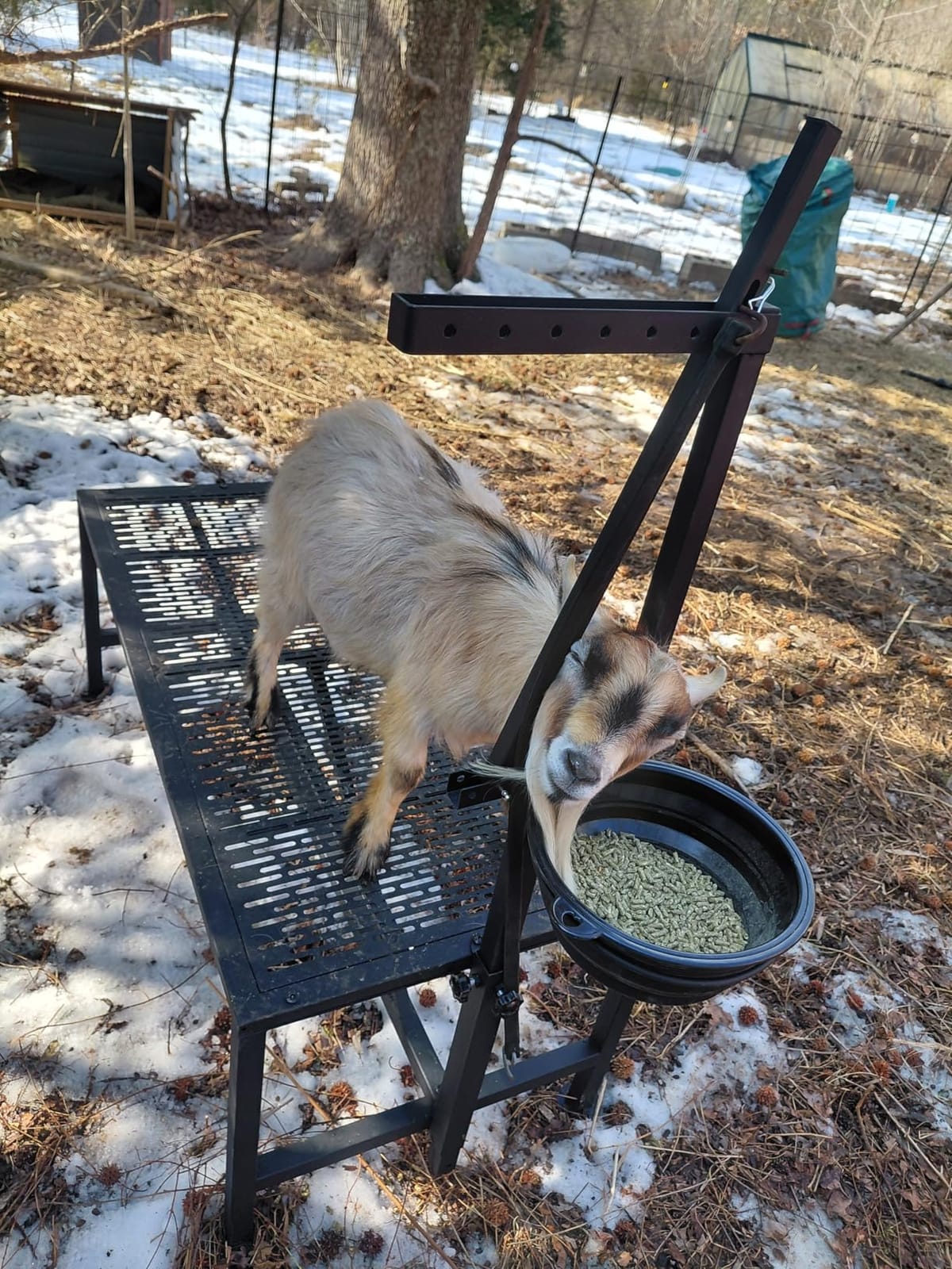Upgrade Goat Milk Stand with Feed Bin, 400lbs Goat Stand for Grooming & Hoof Trimming, 1mm Thick Platform & Anti-Slip Design, for Pygmy and Dwarf Goats, Firm Head Lock and Adjustable Head customer photo 1