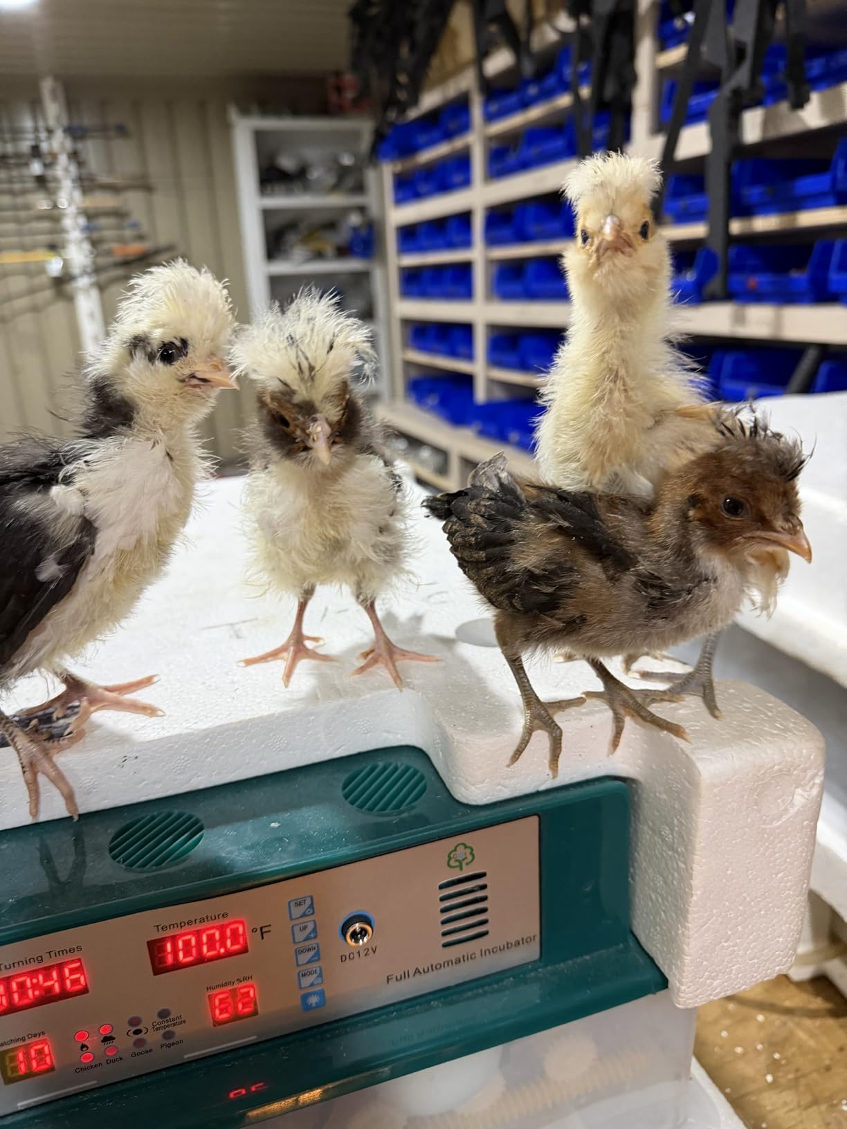 Egg Incubator for Hatching 120 Eggs with 5 Auto Incubation Models customer photo 2
