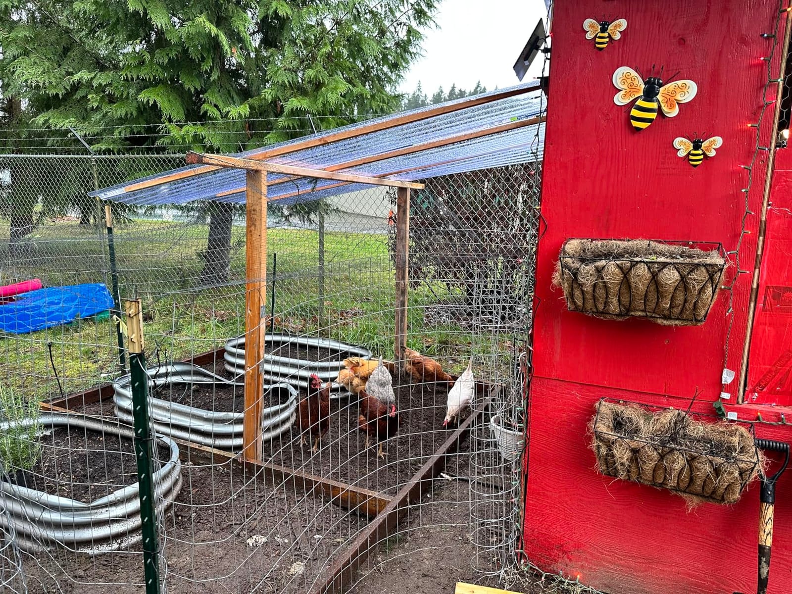 INNOLAND Large Size Automatic Chicken Coop Door - Reinforced Gear Drive customer photo 1