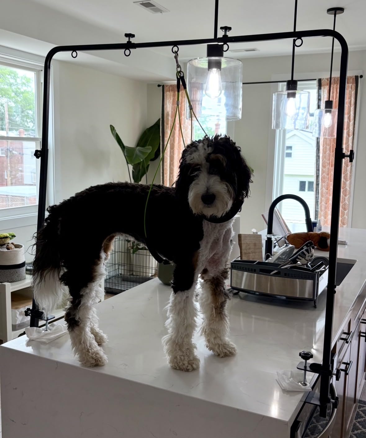 Premium Dog Grooming Arm with Clamp & Dog Grooming Hammock - Heavy Duty Grooming Table for Dogs at Home - Nail Clippers for Dogs - Complete Pet Grooming Kit & Dog Harness for Nail Trimming customer photo 2