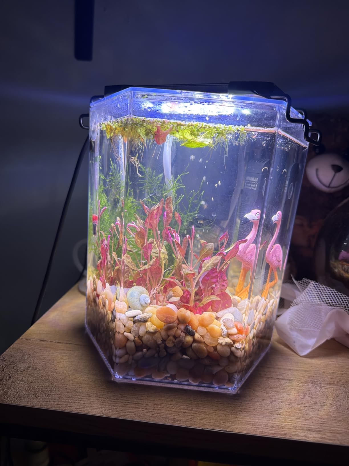 Tetra Bubbling LED 1 Gallon Starter Fish Tank Kit For Freshwater Fish customer photo 1