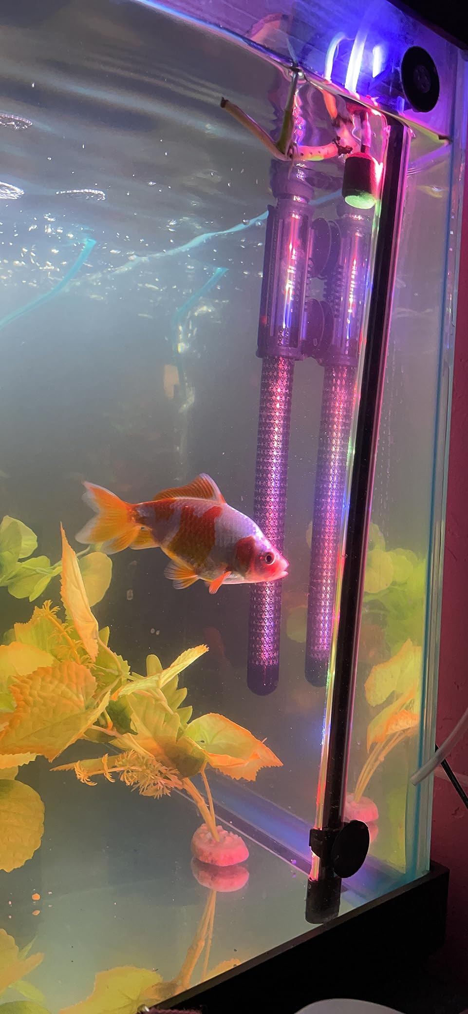 MarineLand 300W Precision Submersible Aquarium Heater customer photo 1