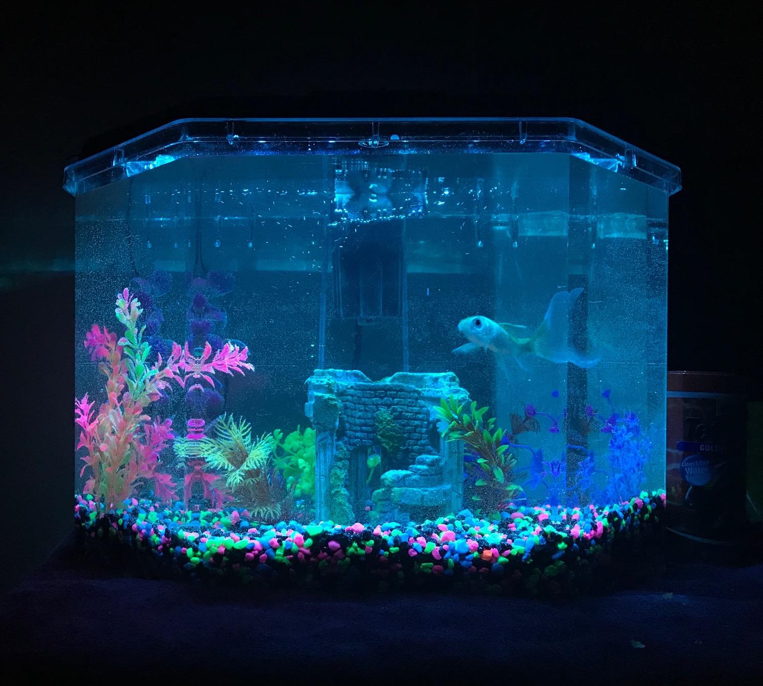 Koller Products 6.5-Gallon Aquarium Kit with Power Filter and LED Lighting, (AP650) customer photo 1
