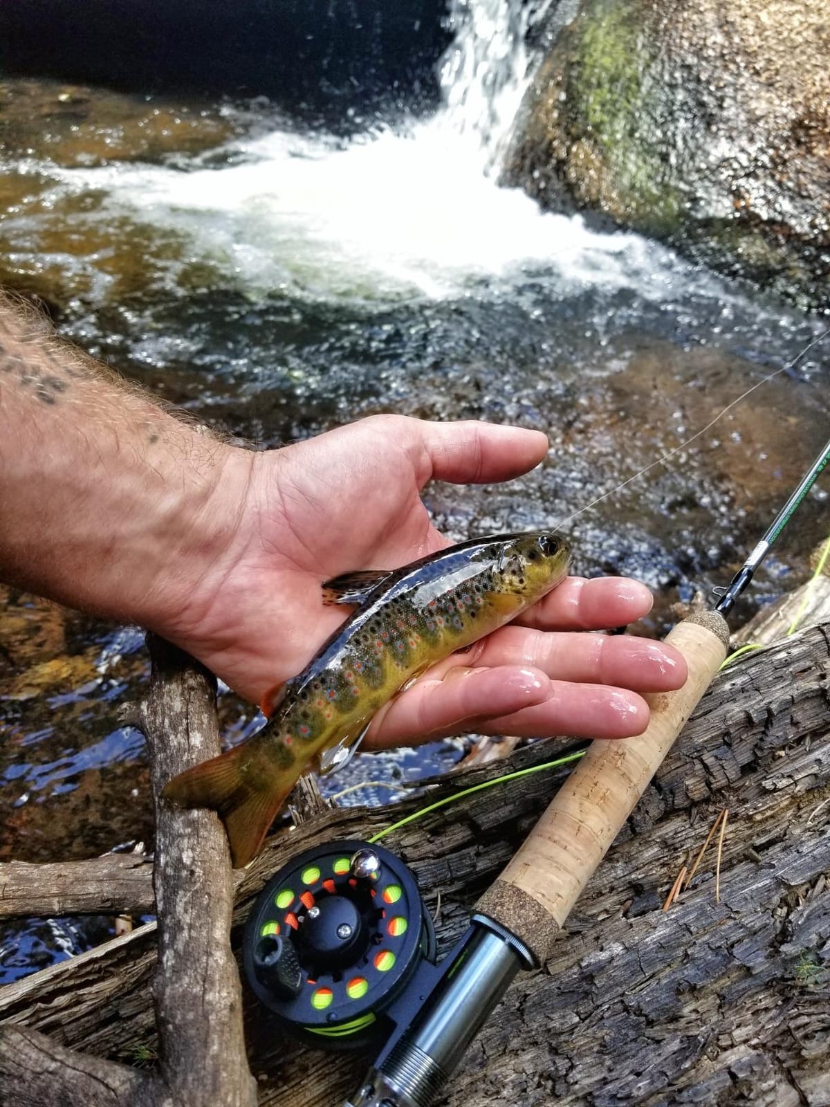 Wild Water Standard Fly Fishing Combo Starter Kit, 5 Foot 6 Inch Graphite Rod, 3-Weight, 4-Piece Fly Rod Kit, Includes Die Cast Aluminum Reel, Fly Box, Flies and Hard Tube Case with Pouch customer photo 1