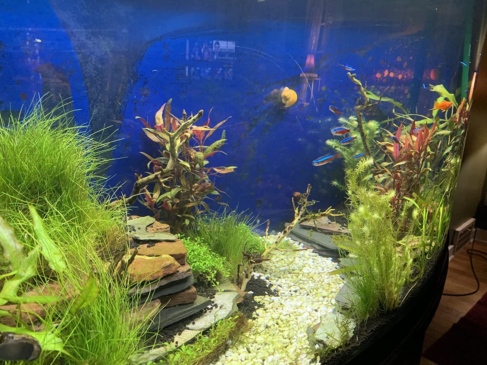 Fluval Plant 3.0 LED Planted Aquarium Lighting, 46 Watts, 36-46 Inches customer photo 1