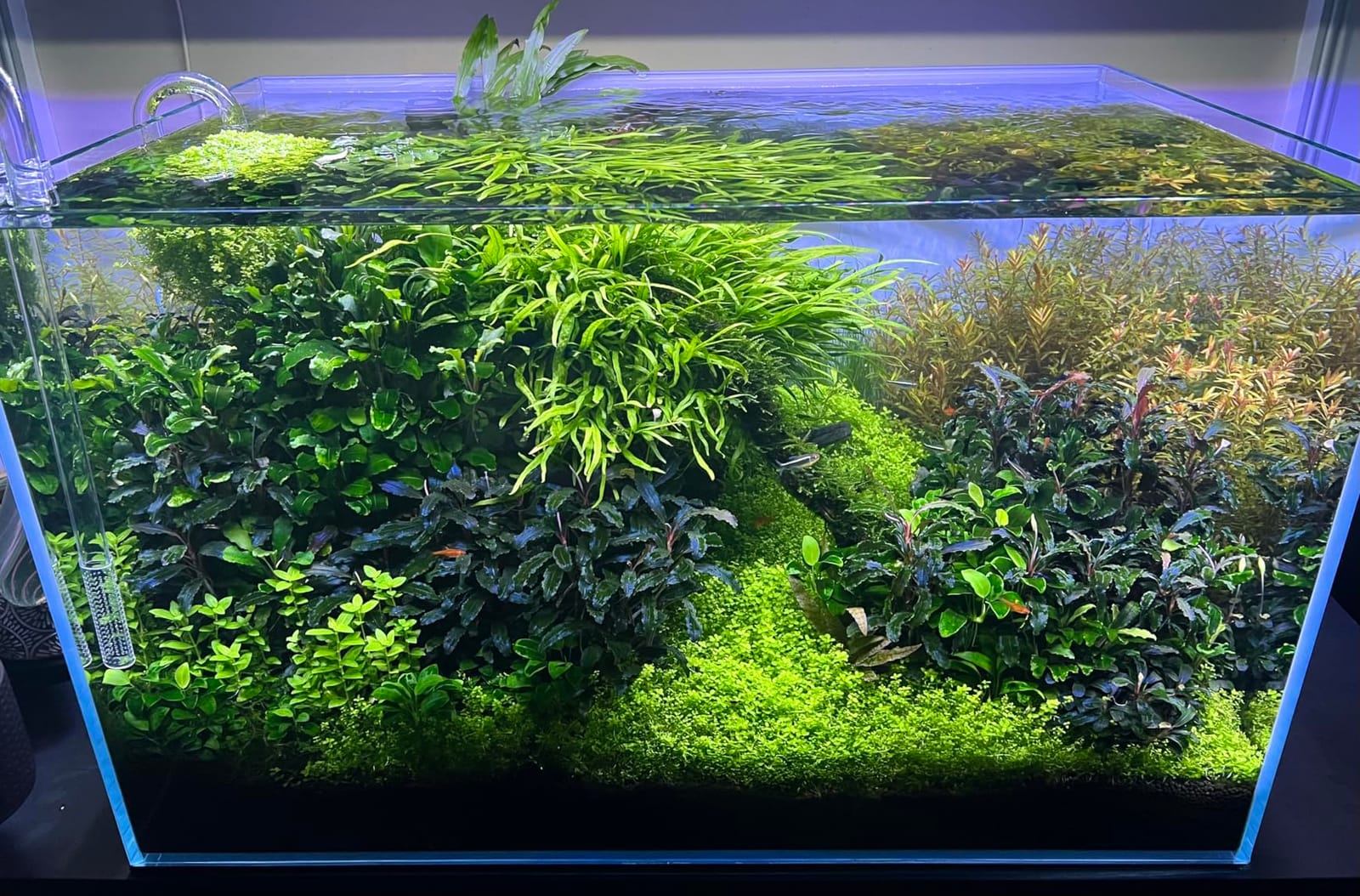 Fluval Plant 3.0 LED Planted Aquarium Lighting, 46 Watts, 36-46 Inches customer photo 2