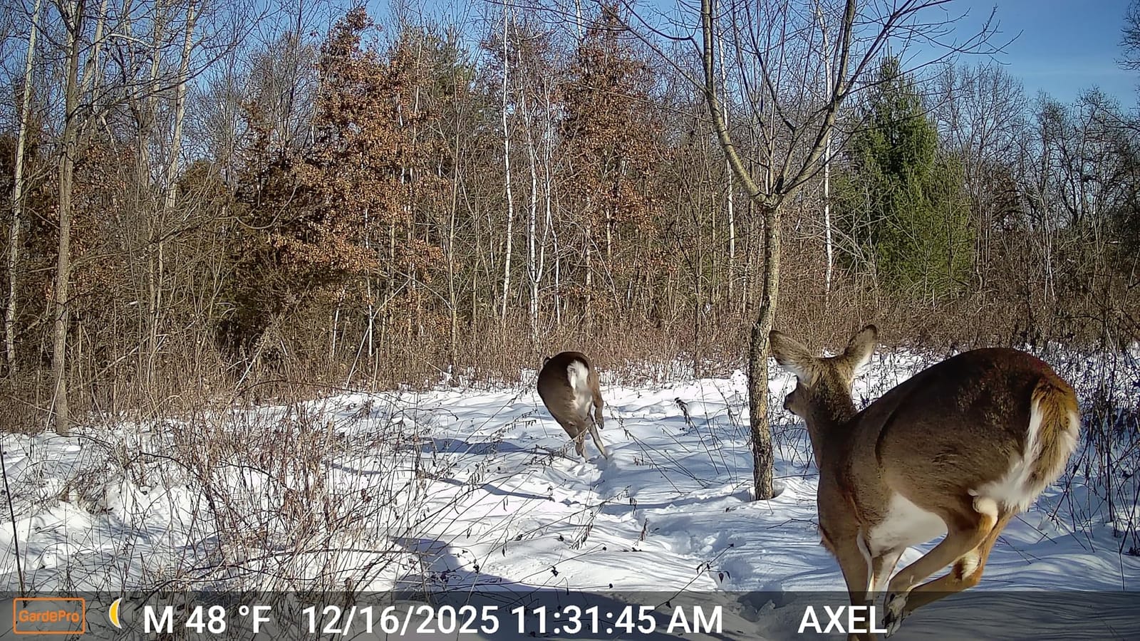 GardePro E5S Non-Cellular Trail Camera, 64MP Photo & 1296P HD Video customer photo 1