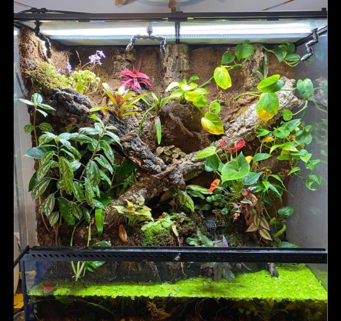 24W T5 HO UVB Reptile Light Fixture Kit, Terrarium Hood Light with Desert UVB 10.0 Fluorescent Tube, Ideal for Tropical and Desert Habitats customer photo 2